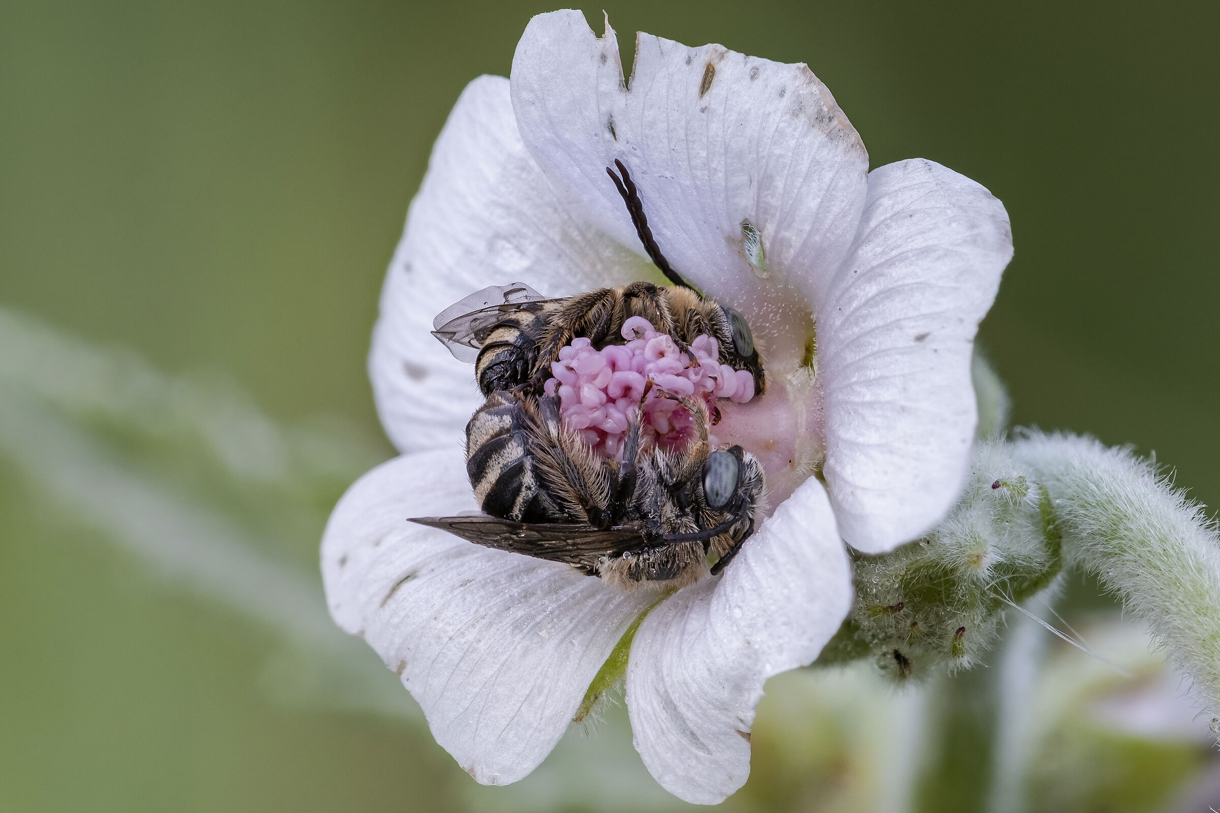 Eucera longicornis