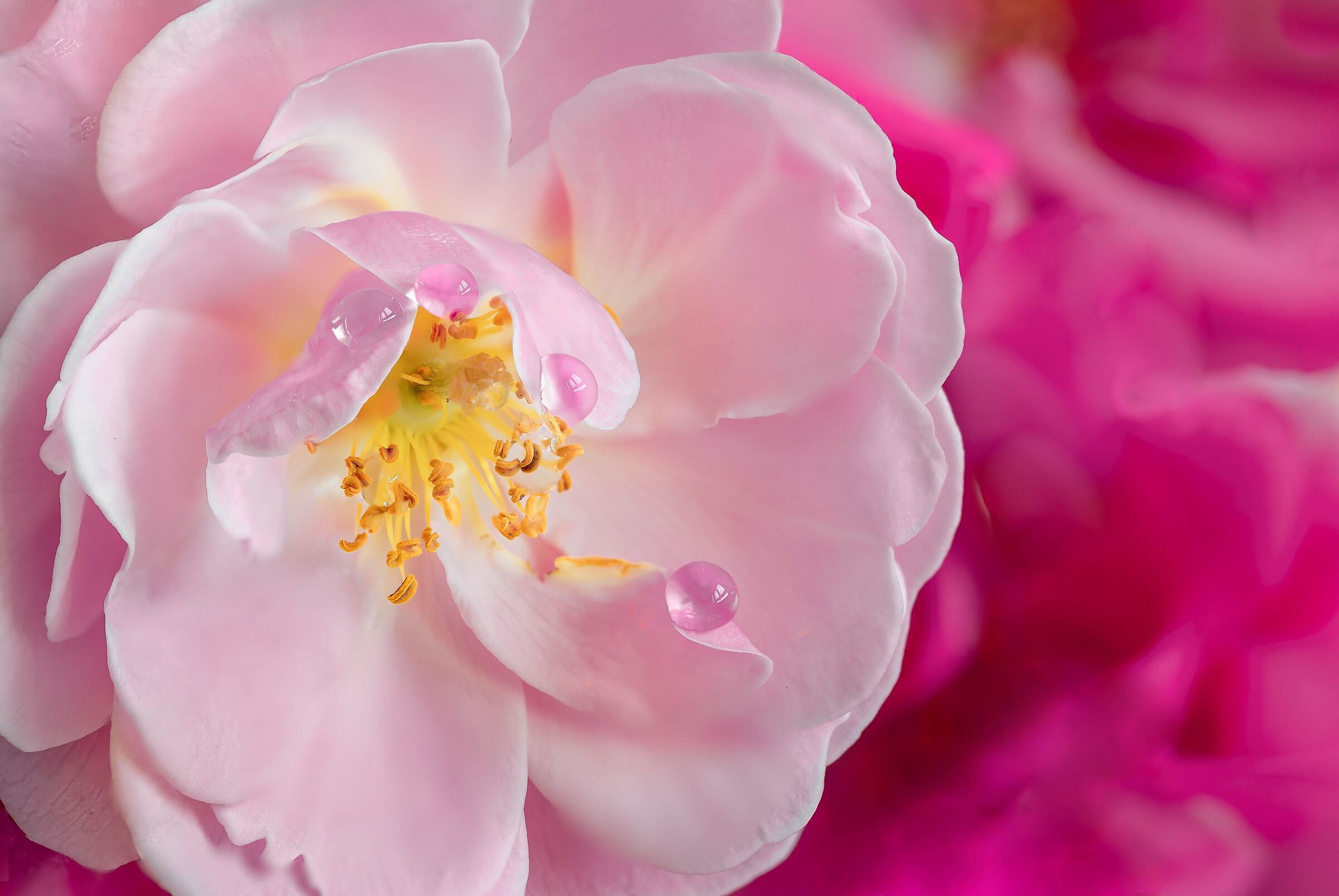 The tears of the rose