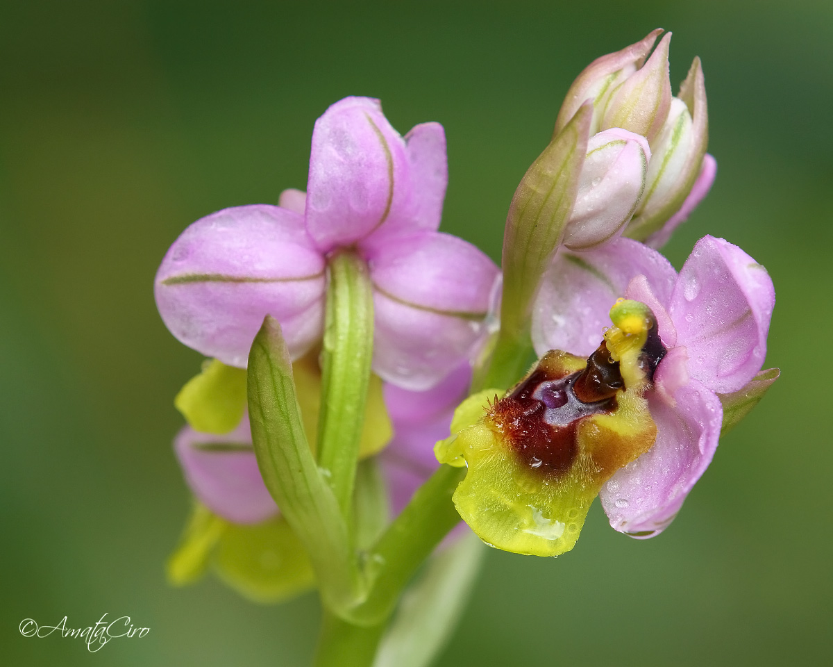 Ophrys tenthredinifera
