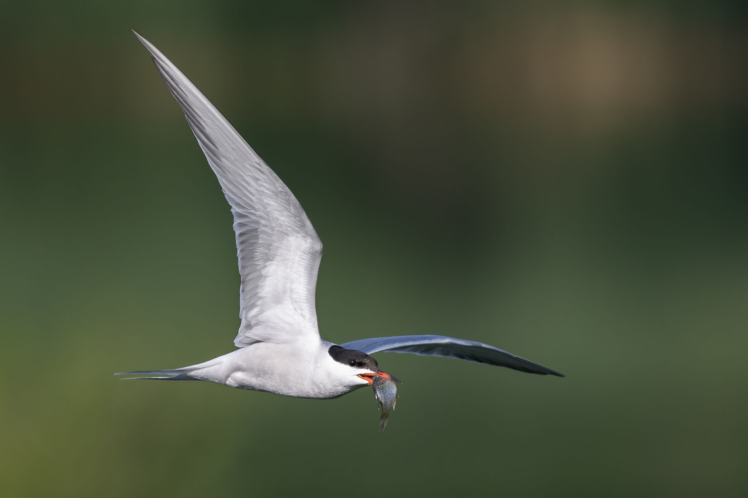 tern