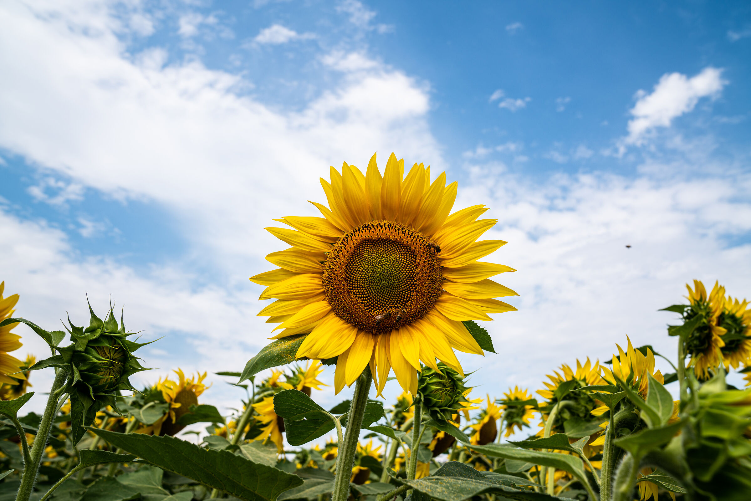 sunflower