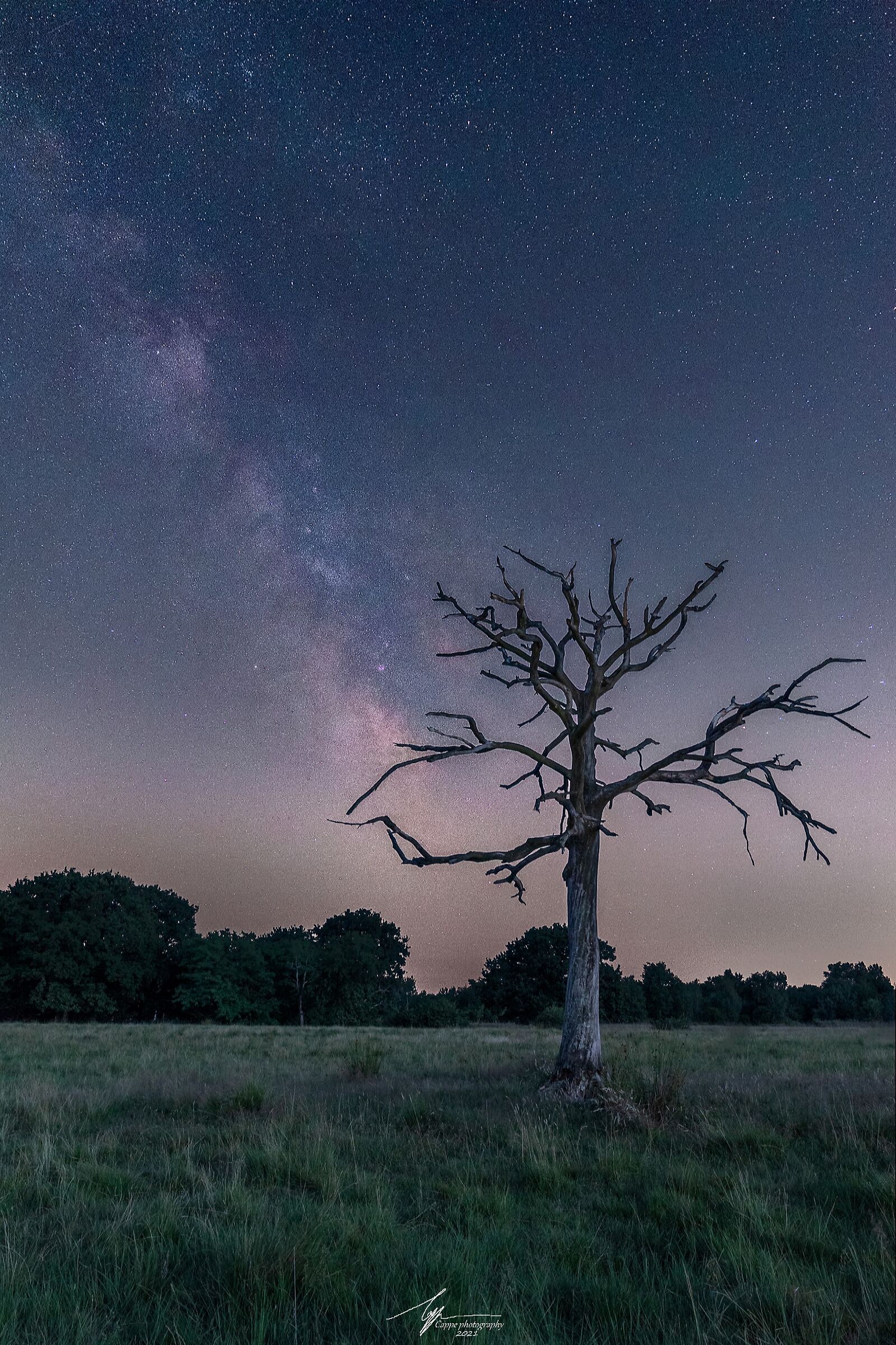 La nostra galassia al di sopra di un vecchio albero