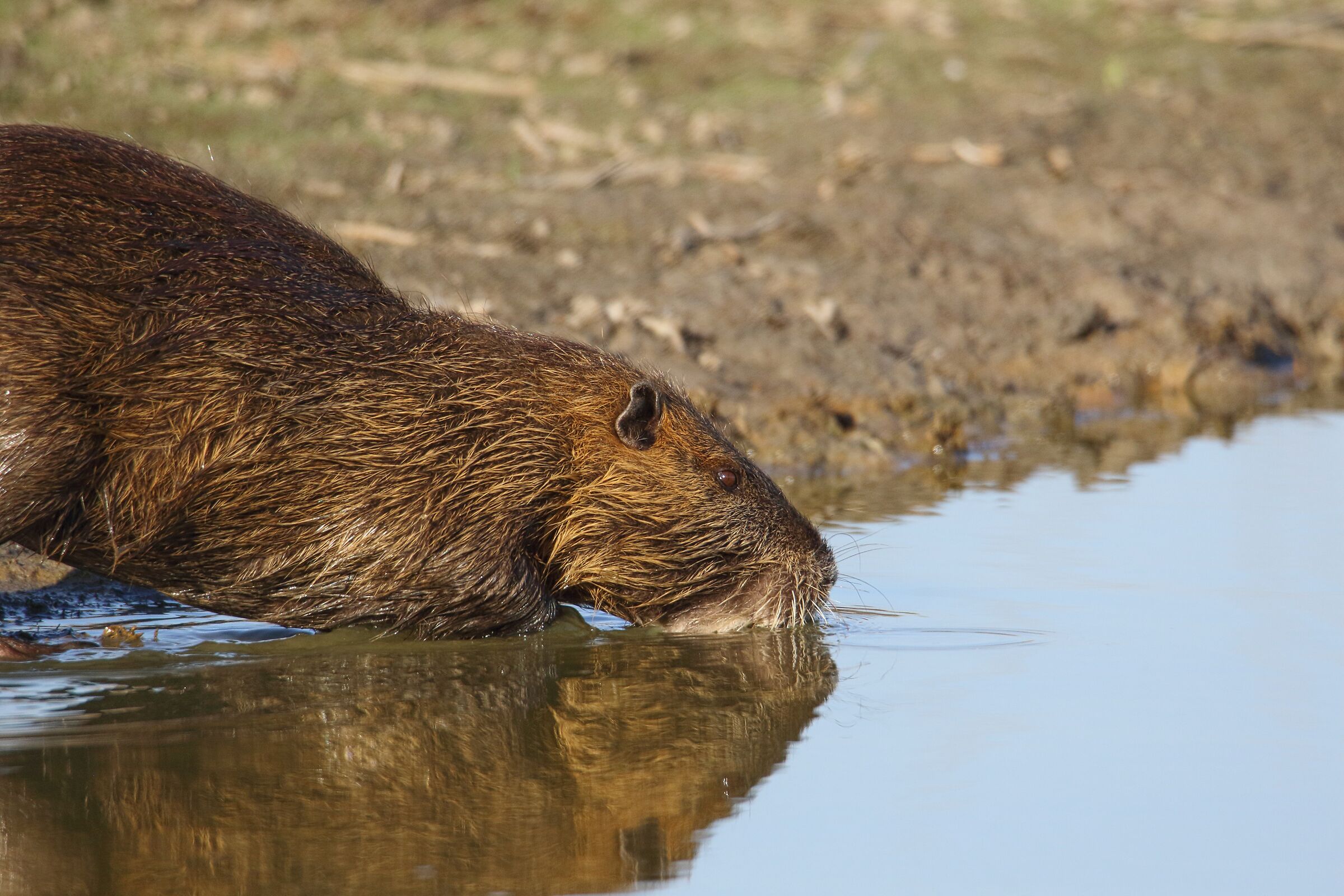 La nutria