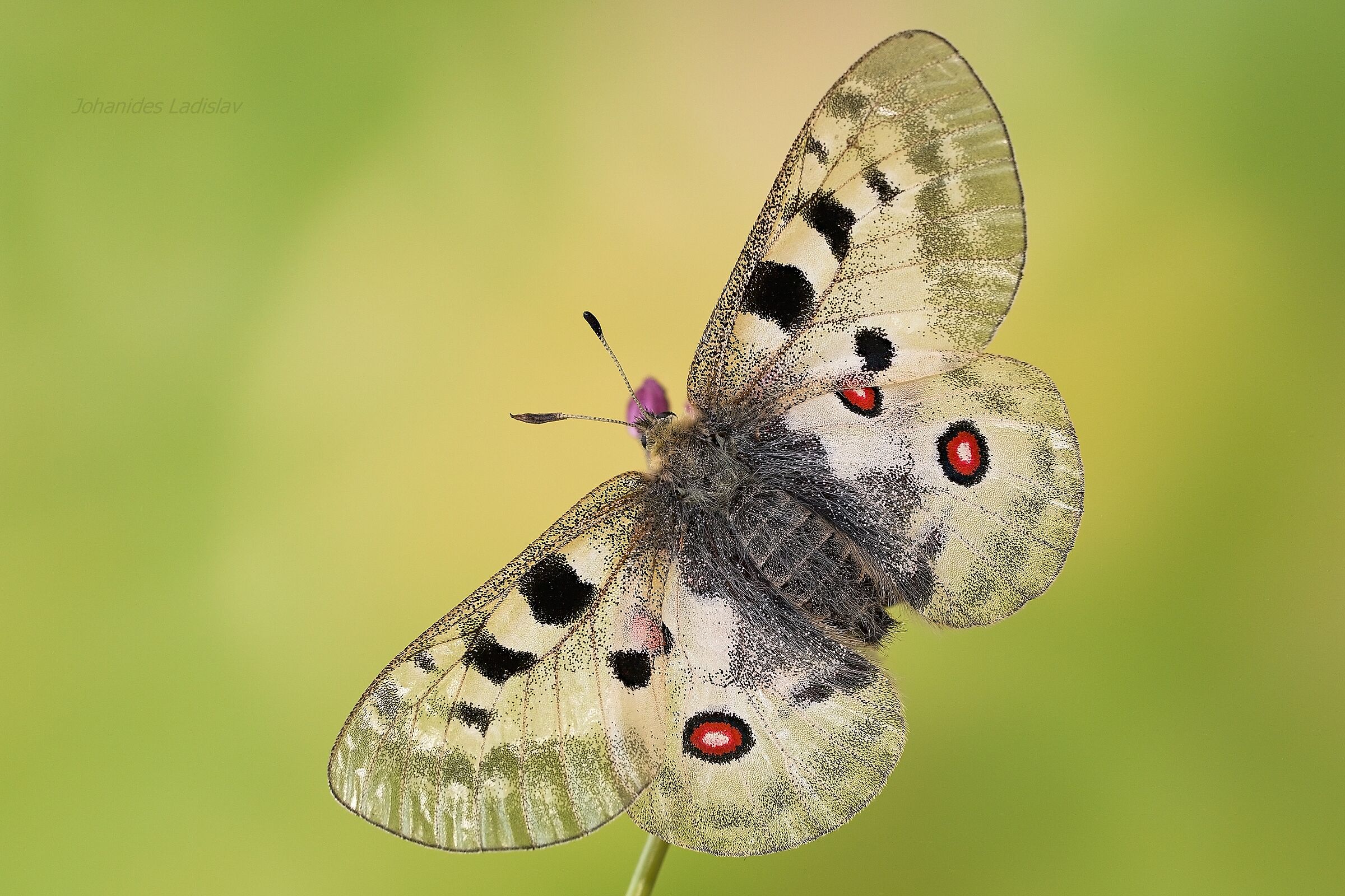 Parnassius apollo (female)