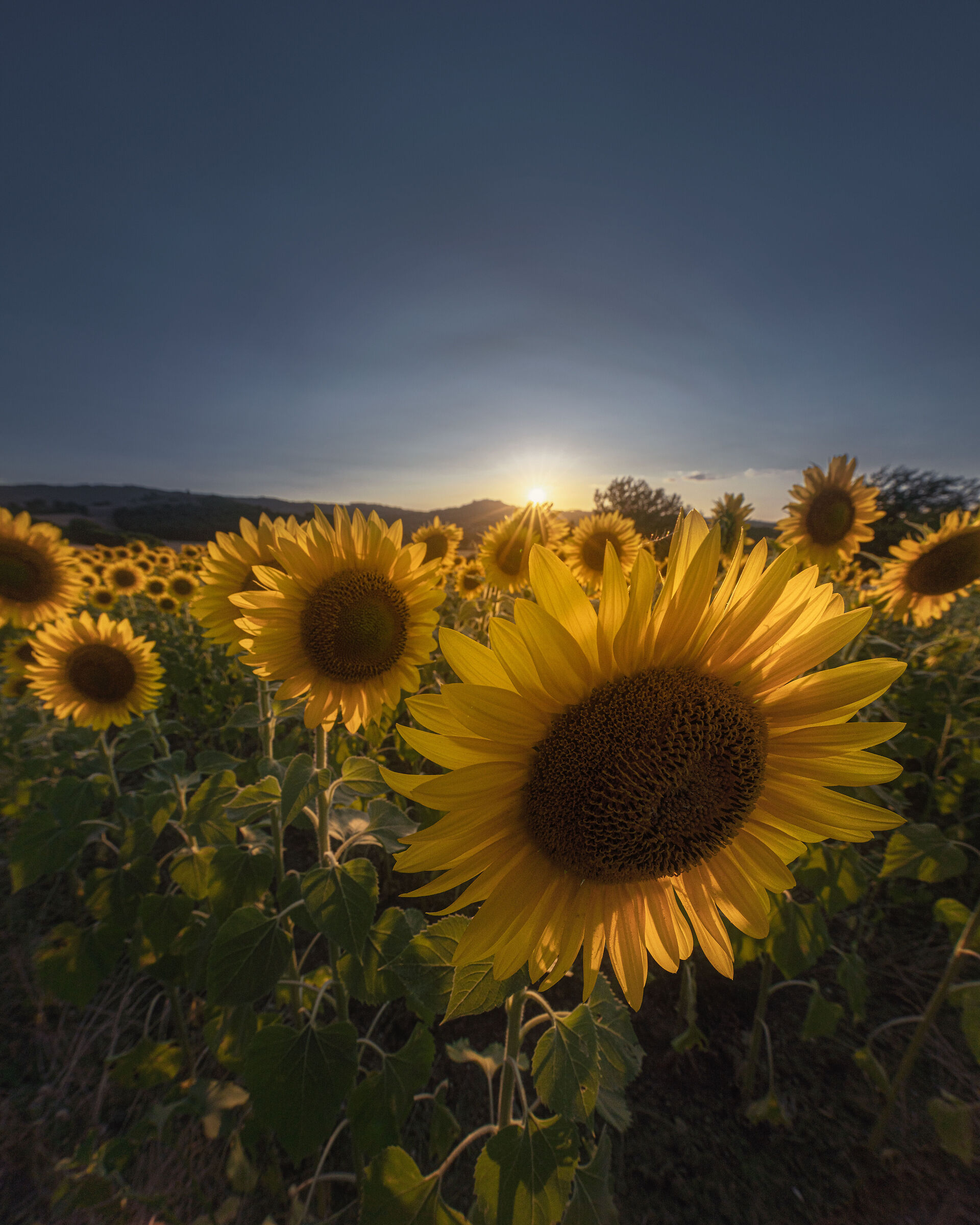 Sunset Sunflower