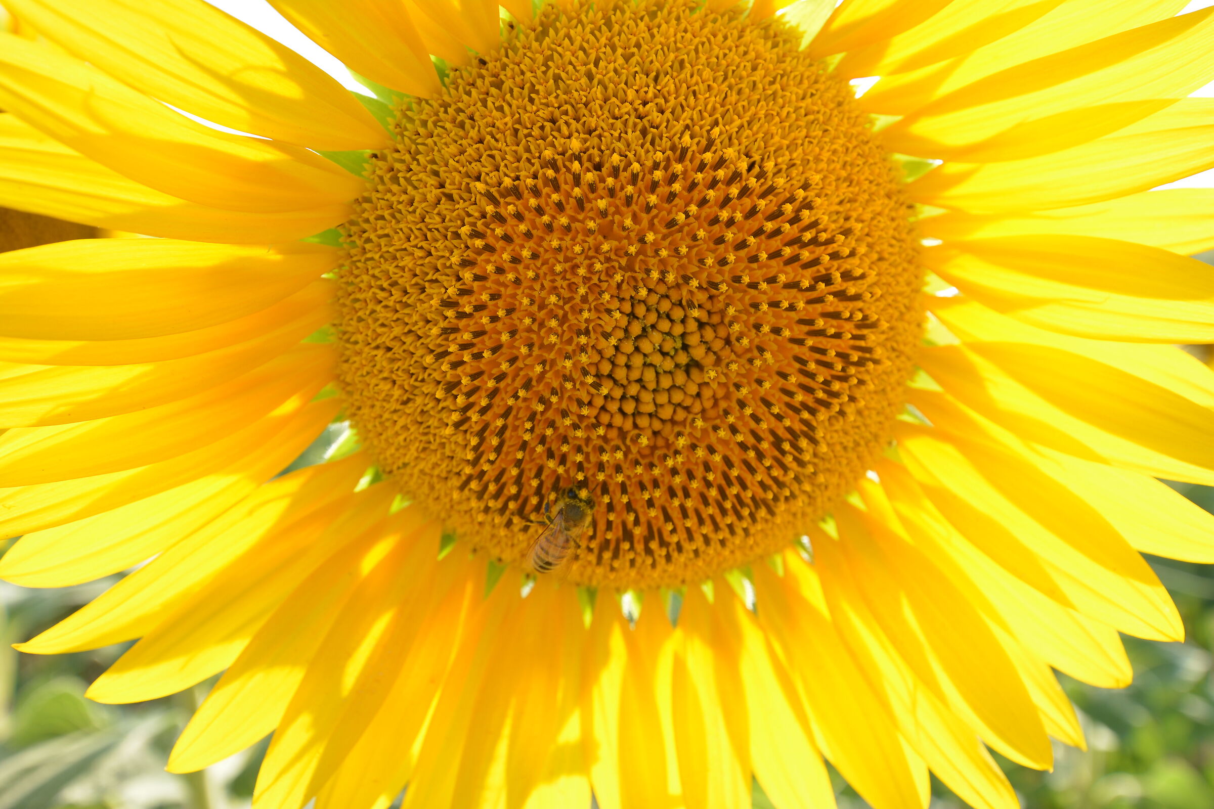 Girasole Contro Sole