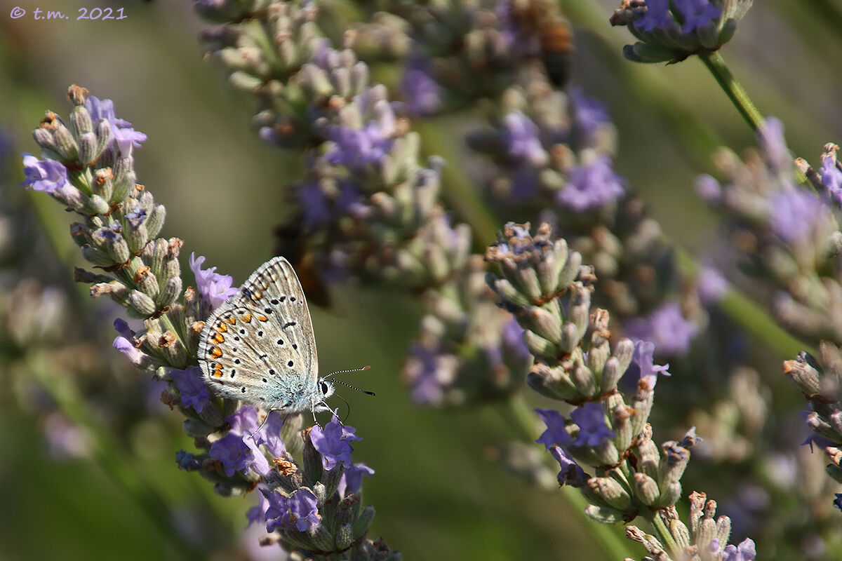 Polyommatus Icarus