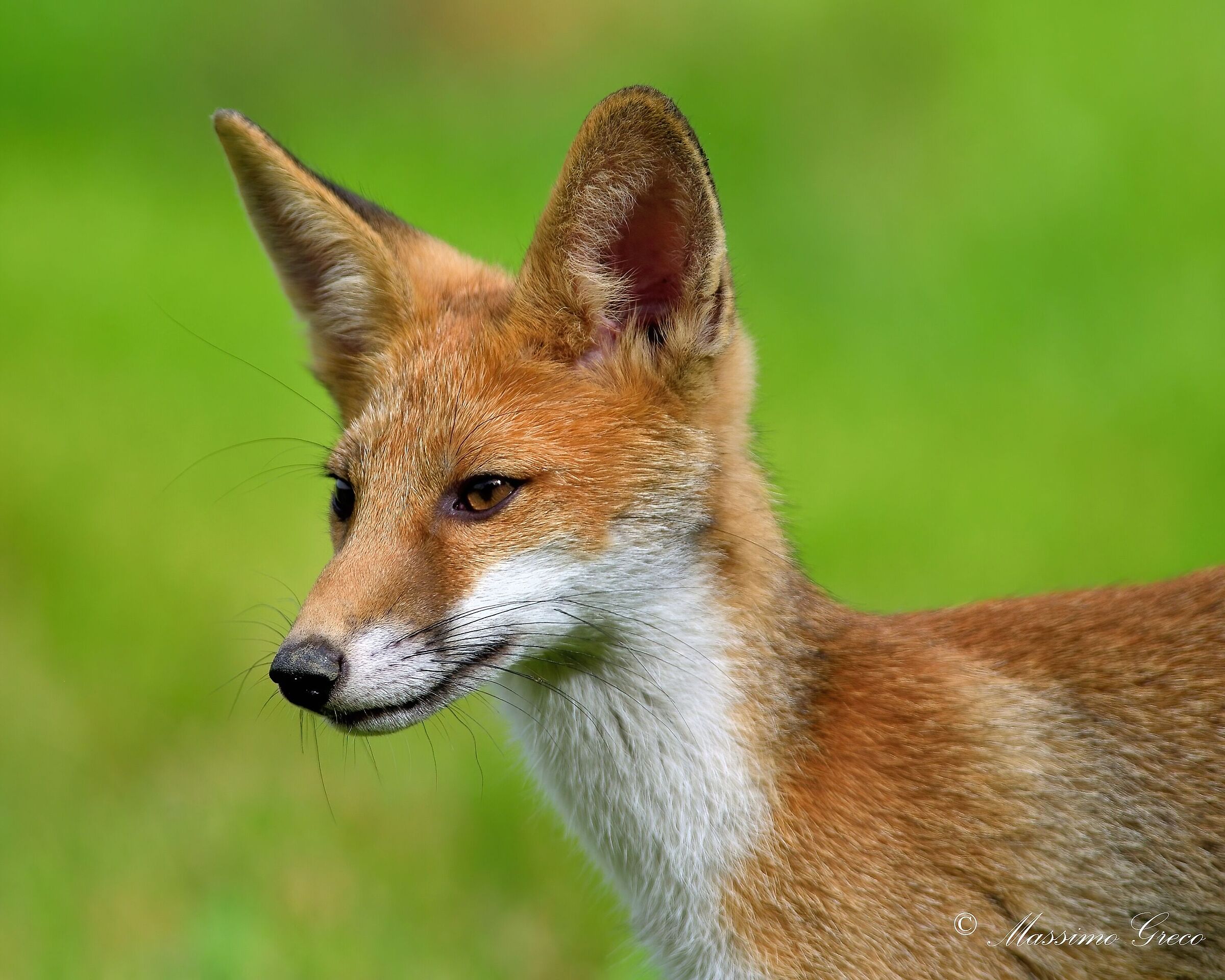 Red fox