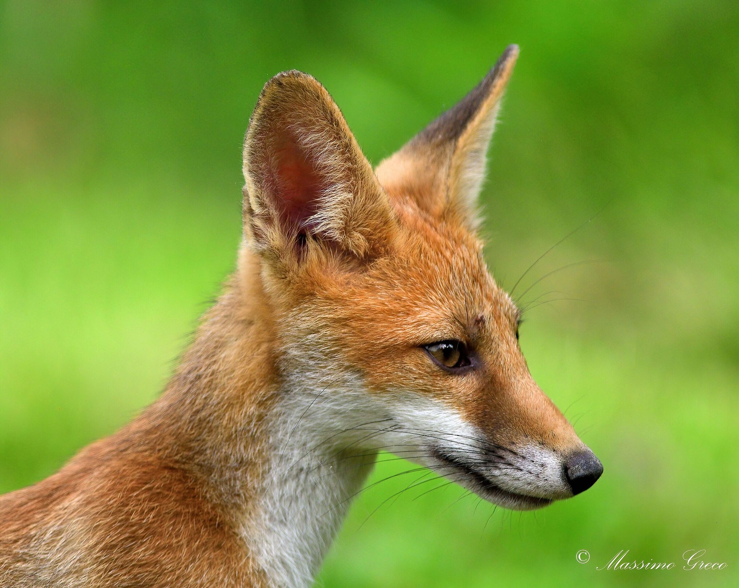 Red fox