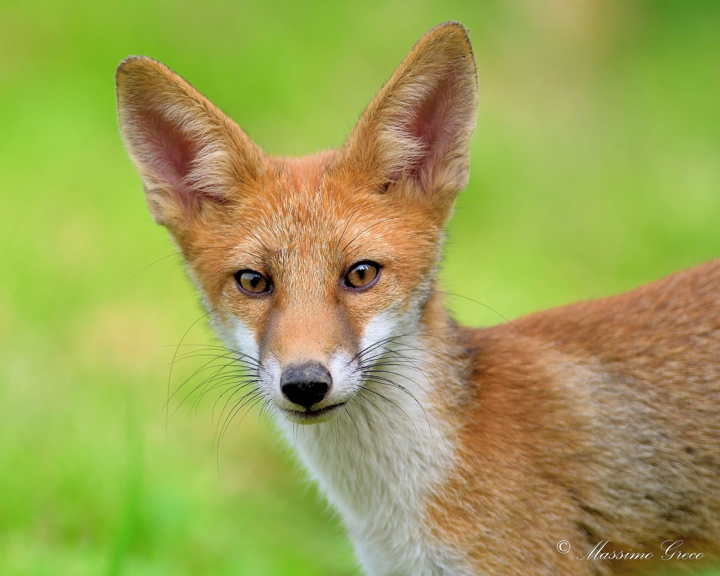 Red fox