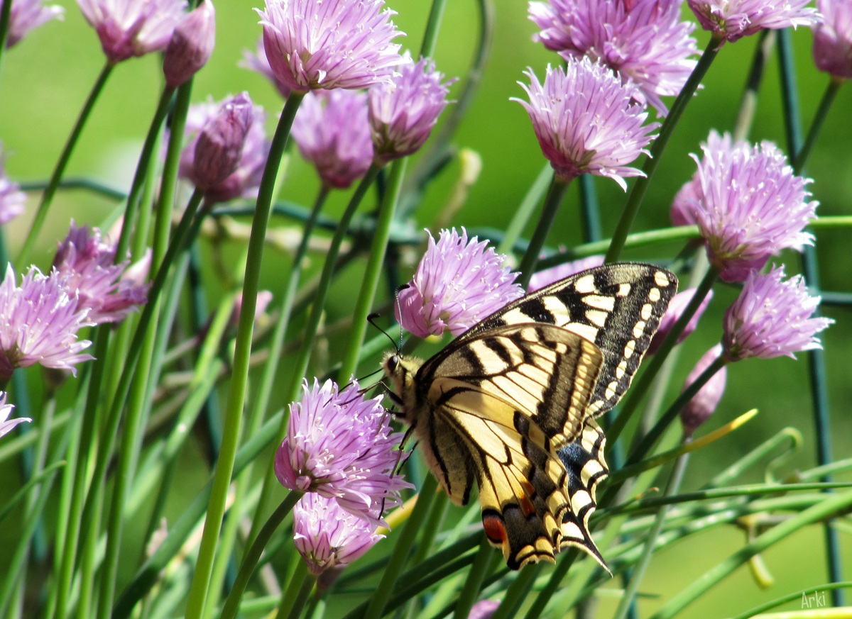 Farfalla ... in erba (cipollina)