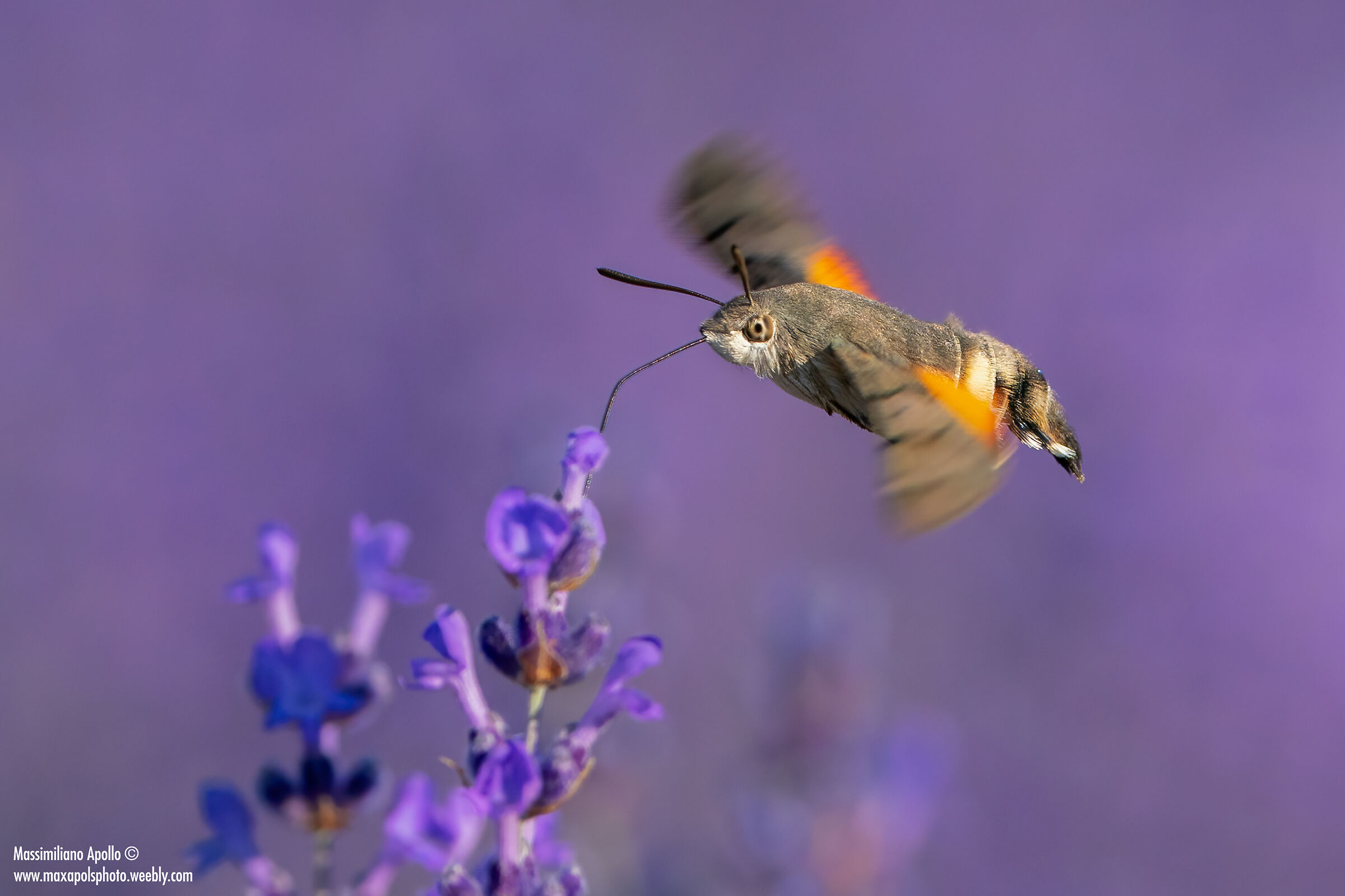 il "colibrì" nostrano ..