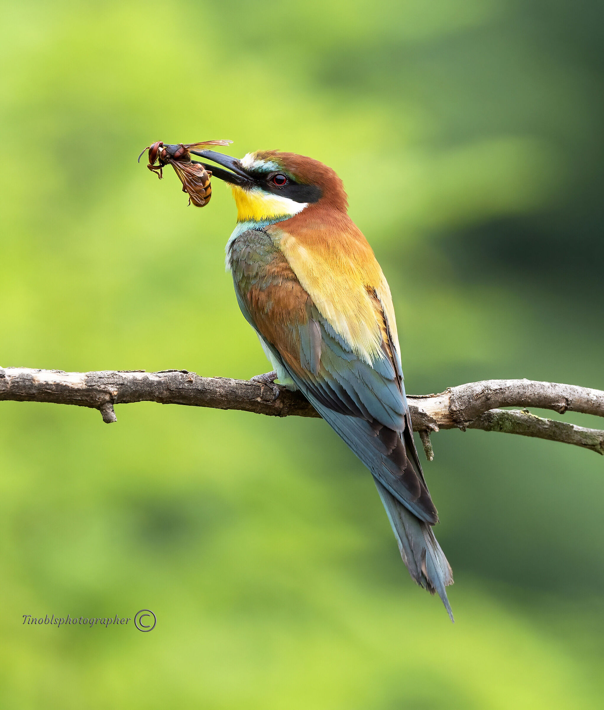 Gruccione (Merops apiaster)
