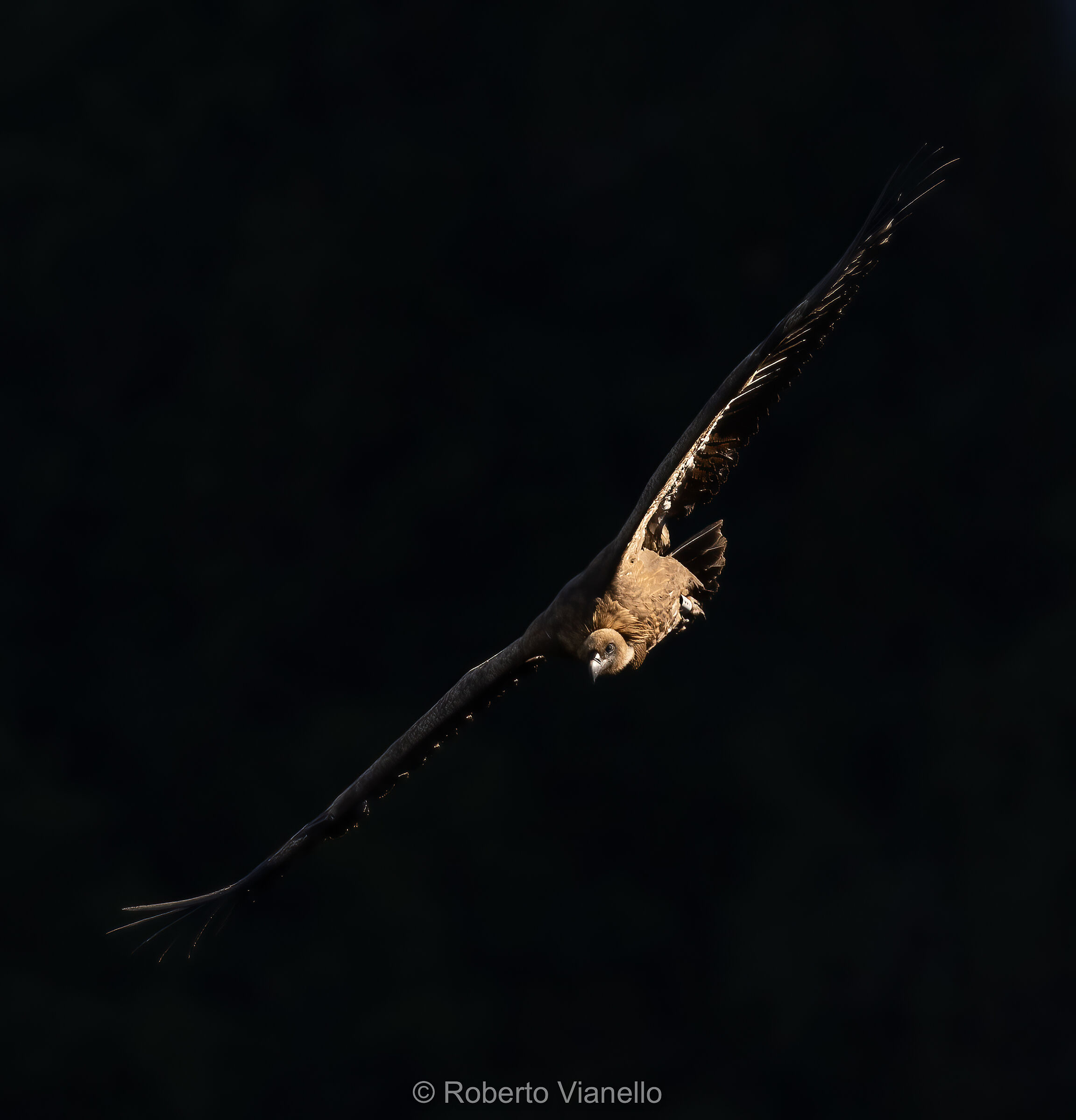 Grifone (Gyps fulvus)