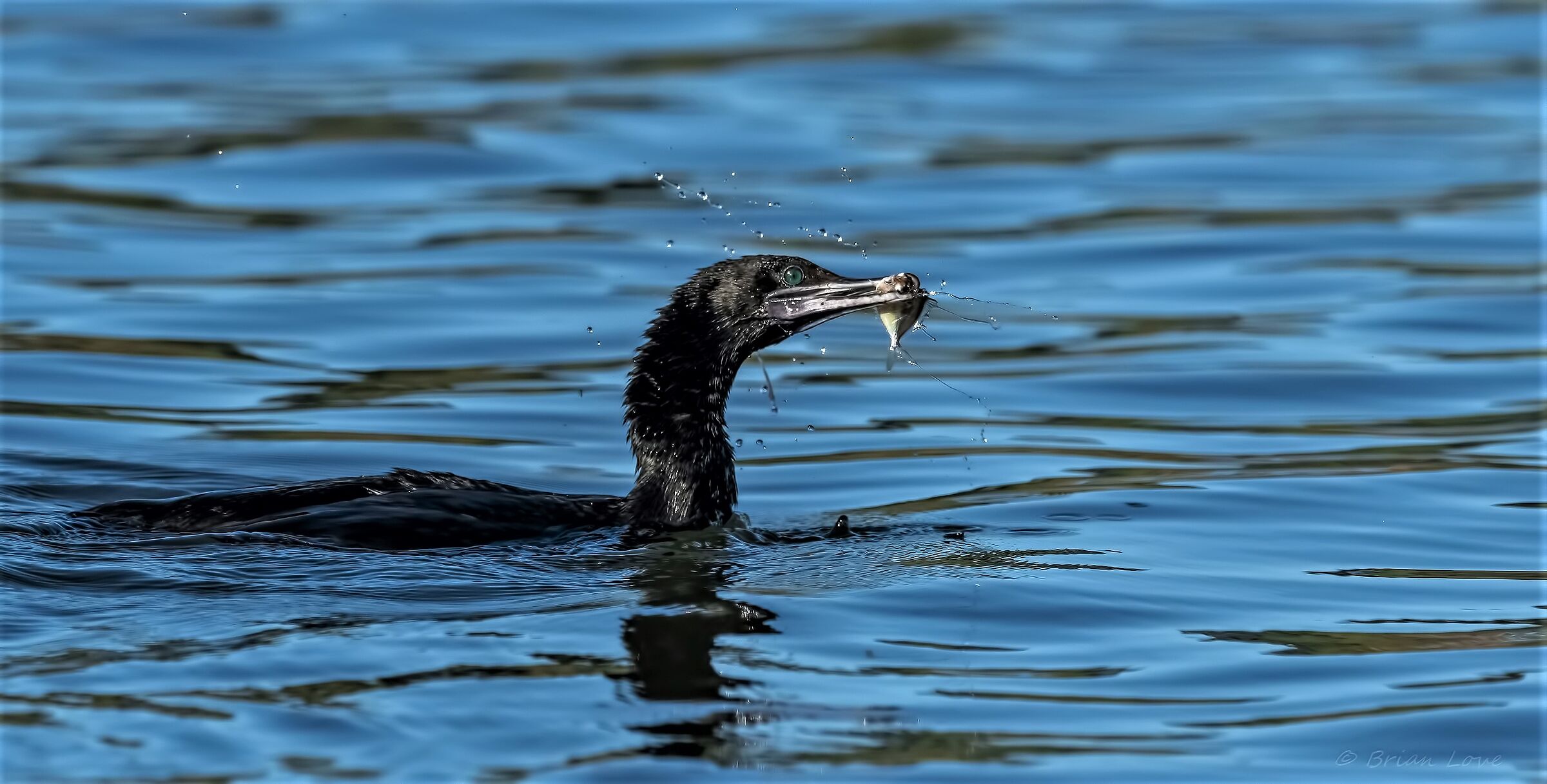 Piccolo Cormorano Nero (Phalacrocorax sulcirostris)