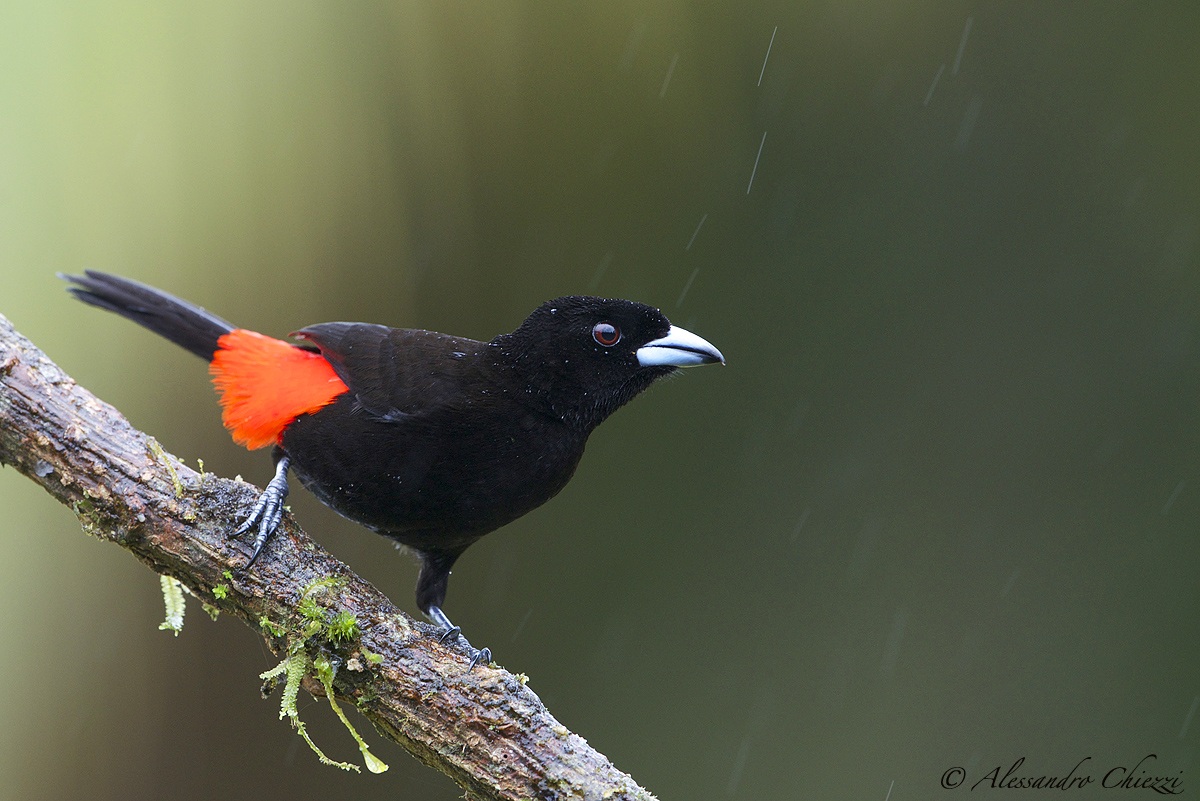 Rump scarlet tanagers