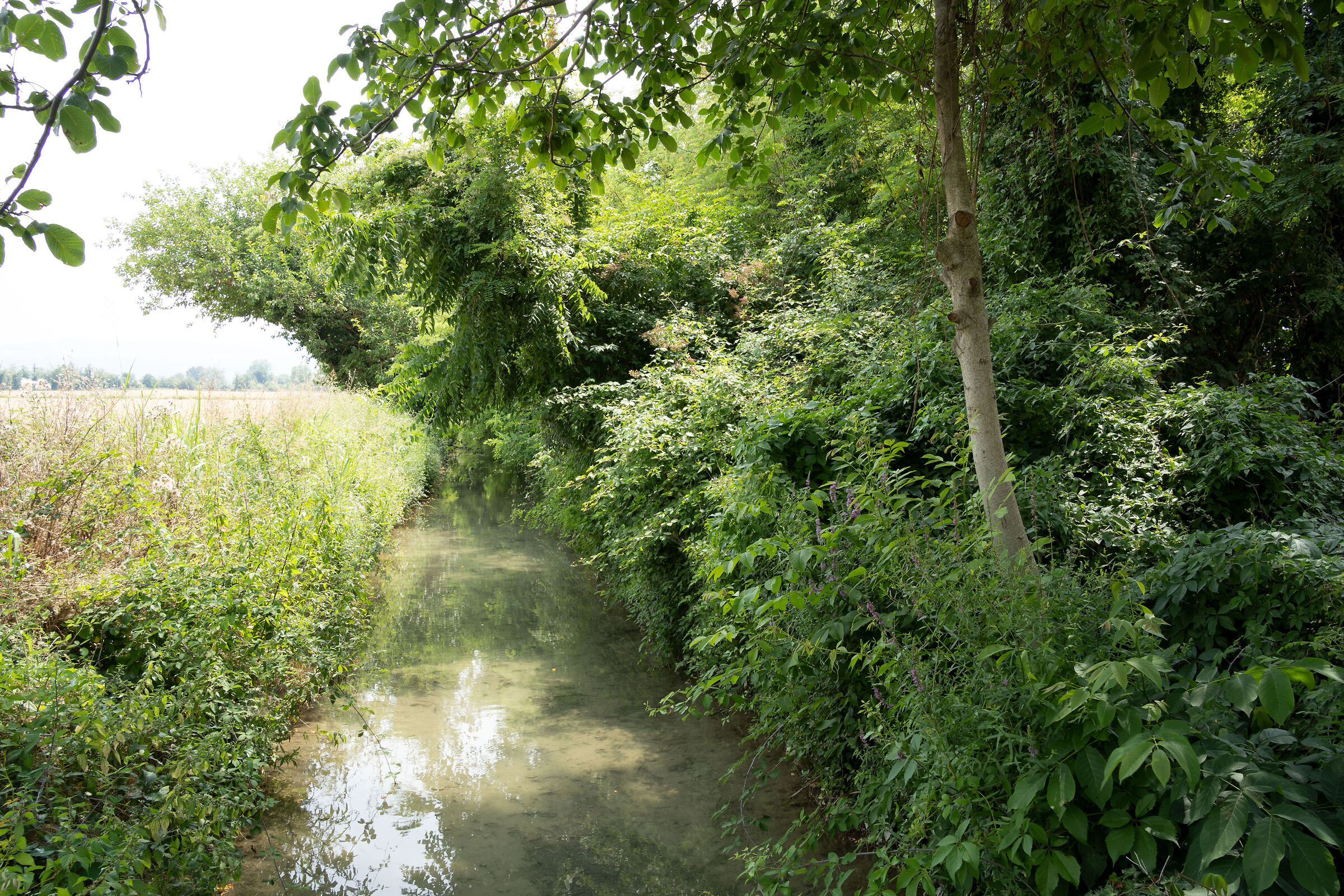 Sample Tamron 28-200 (purple fringing)