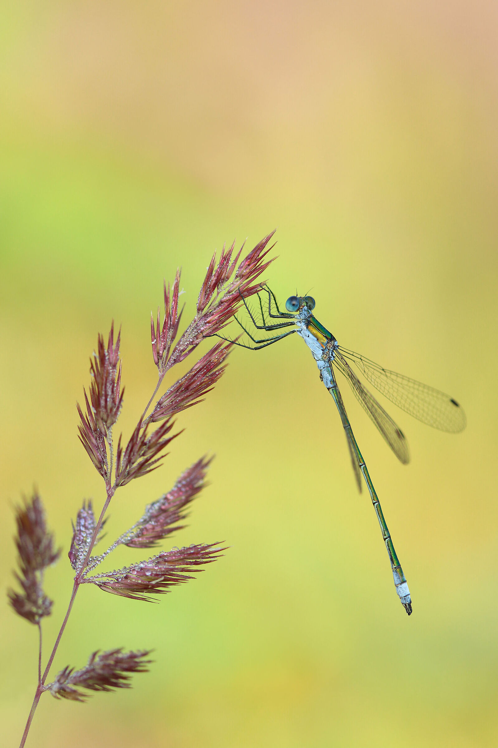 Lestes sponsa, male