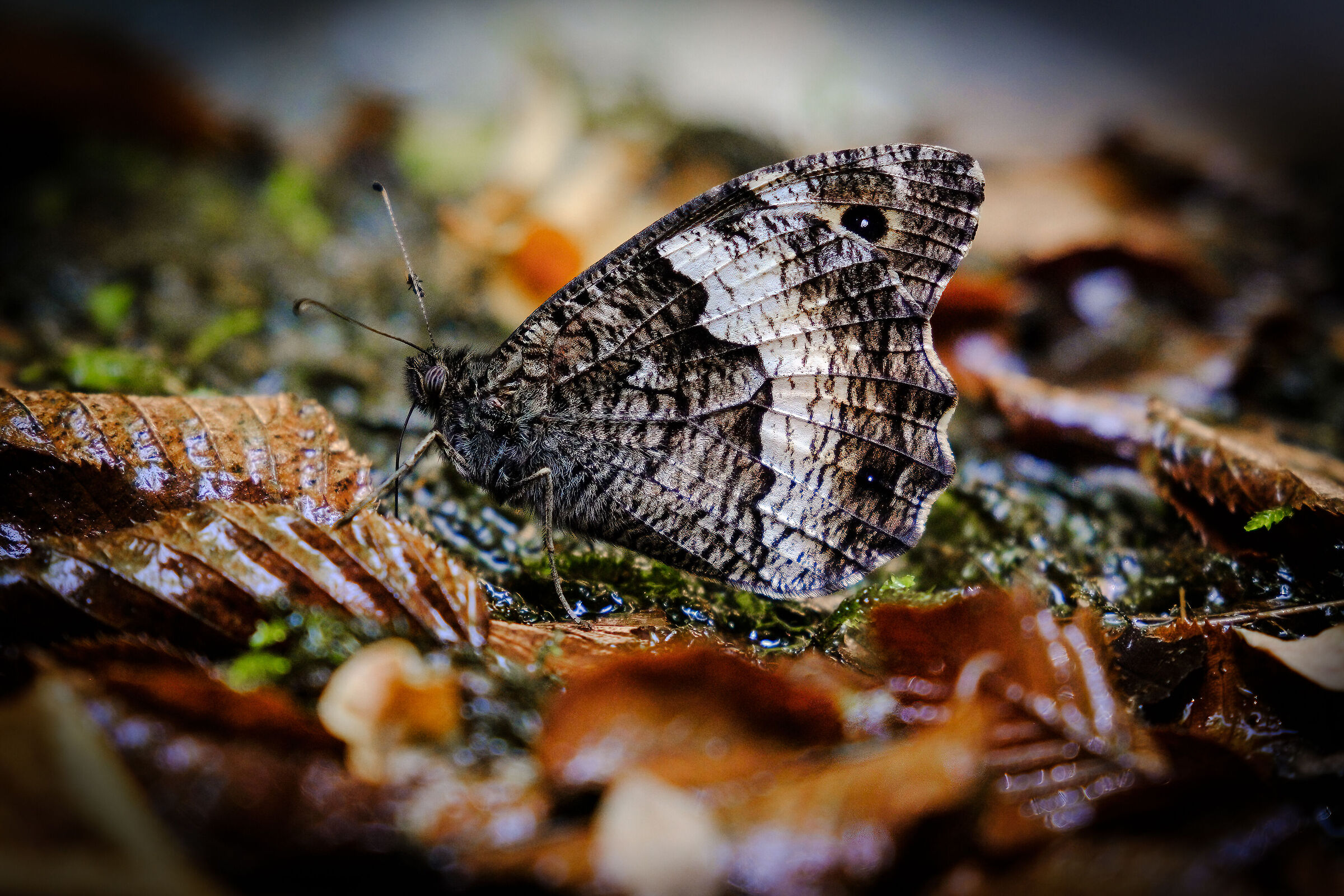 Creature dall'Orfento