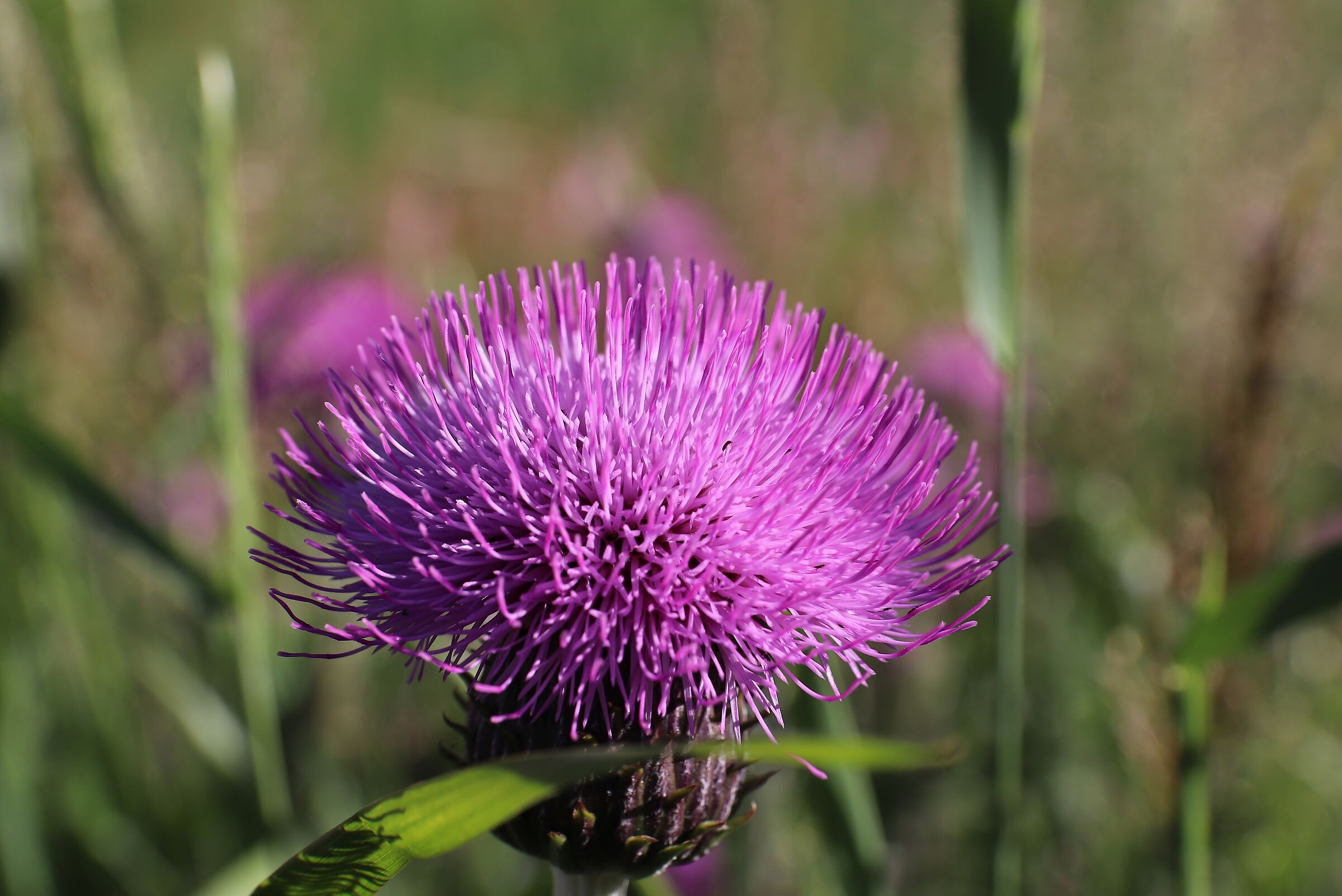 Cardo mariano con il visitatore