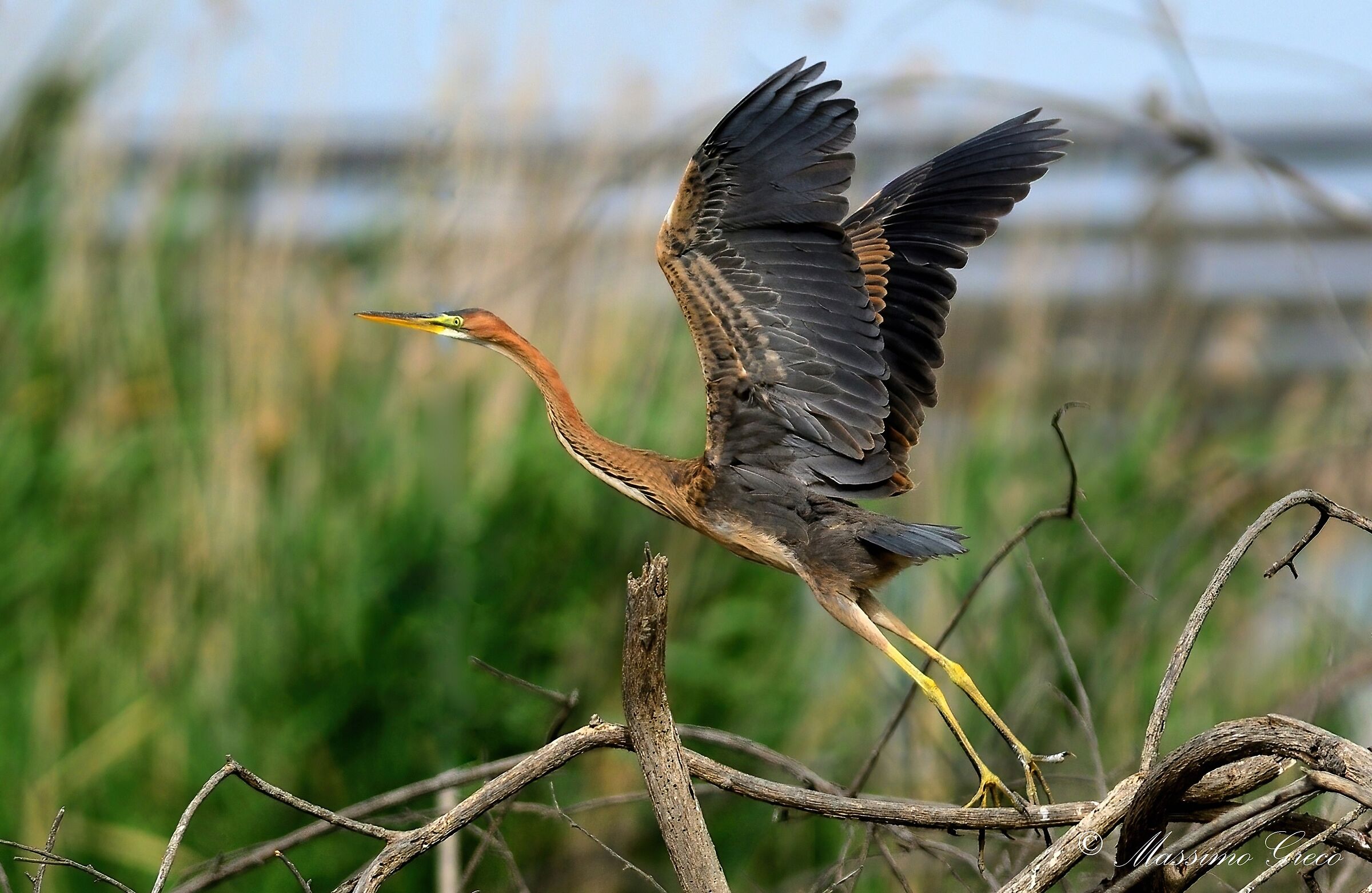 Airone rosso (Ardea purpurea) - Decollo