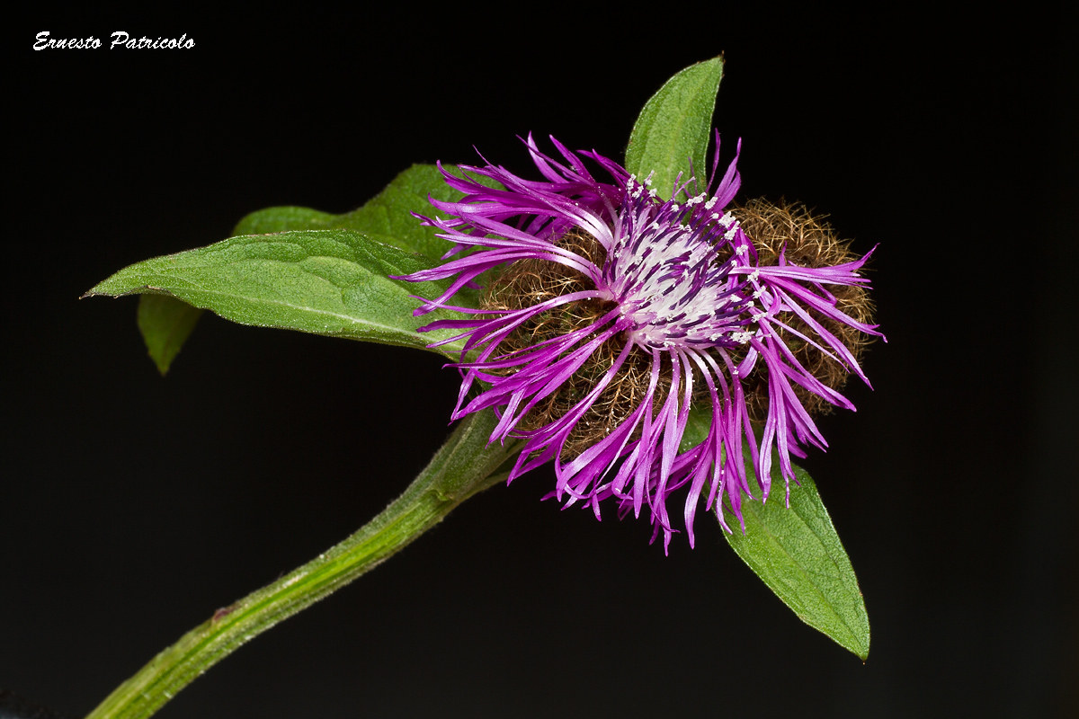 Centaurea nervosa - Alpine cornflower