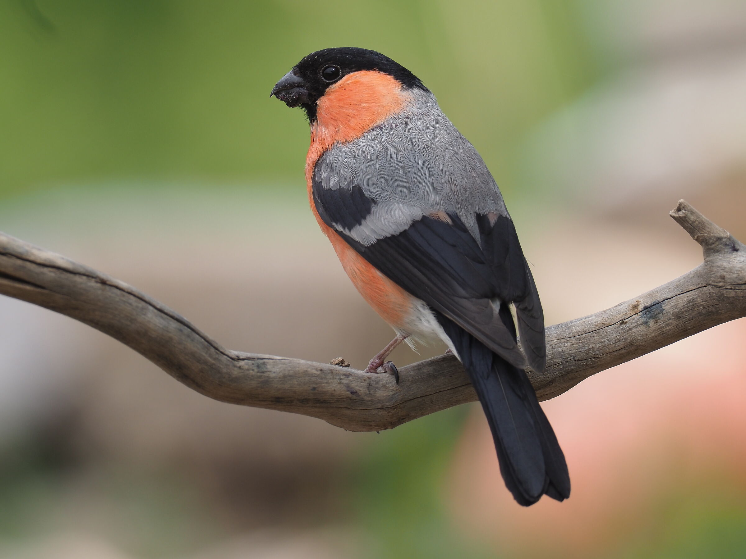 Eurasian bullfinch