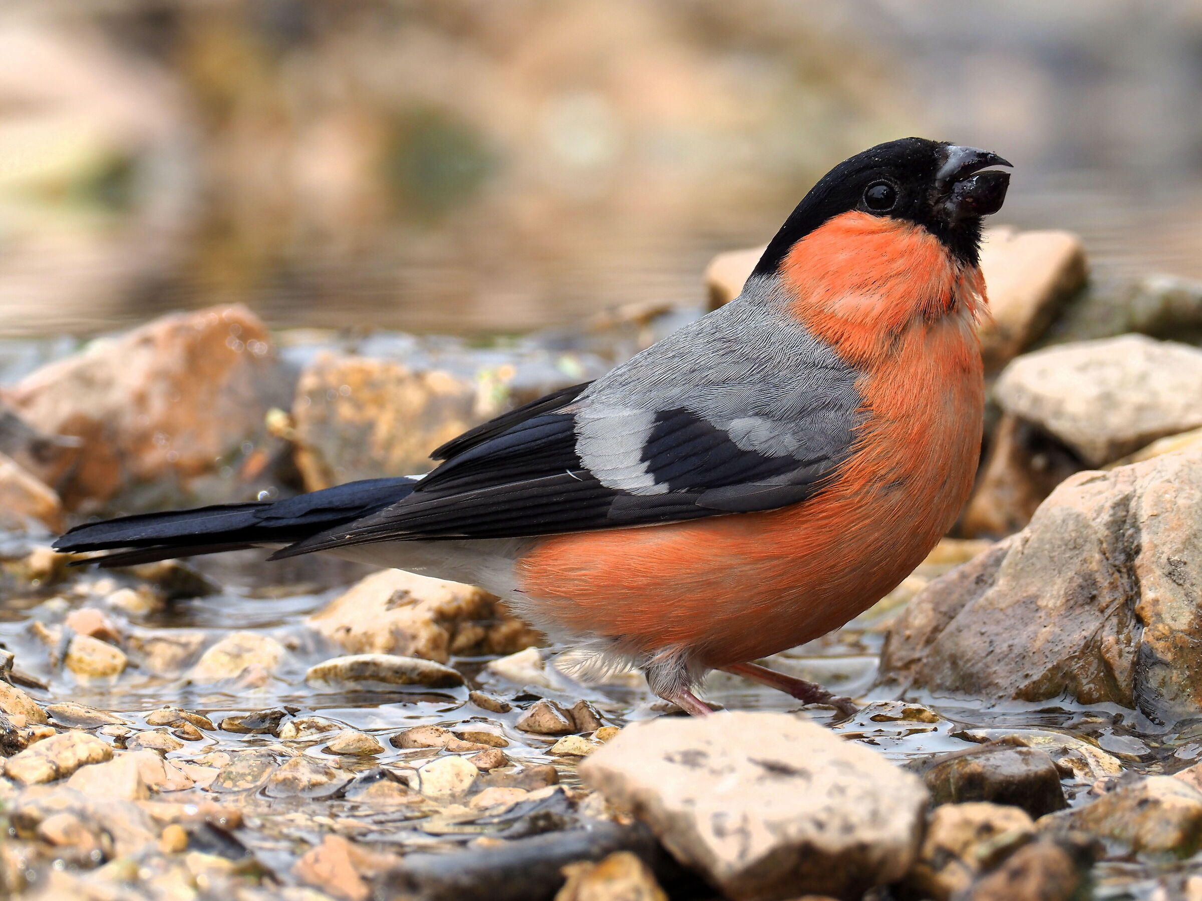 Eurasian bullfinch