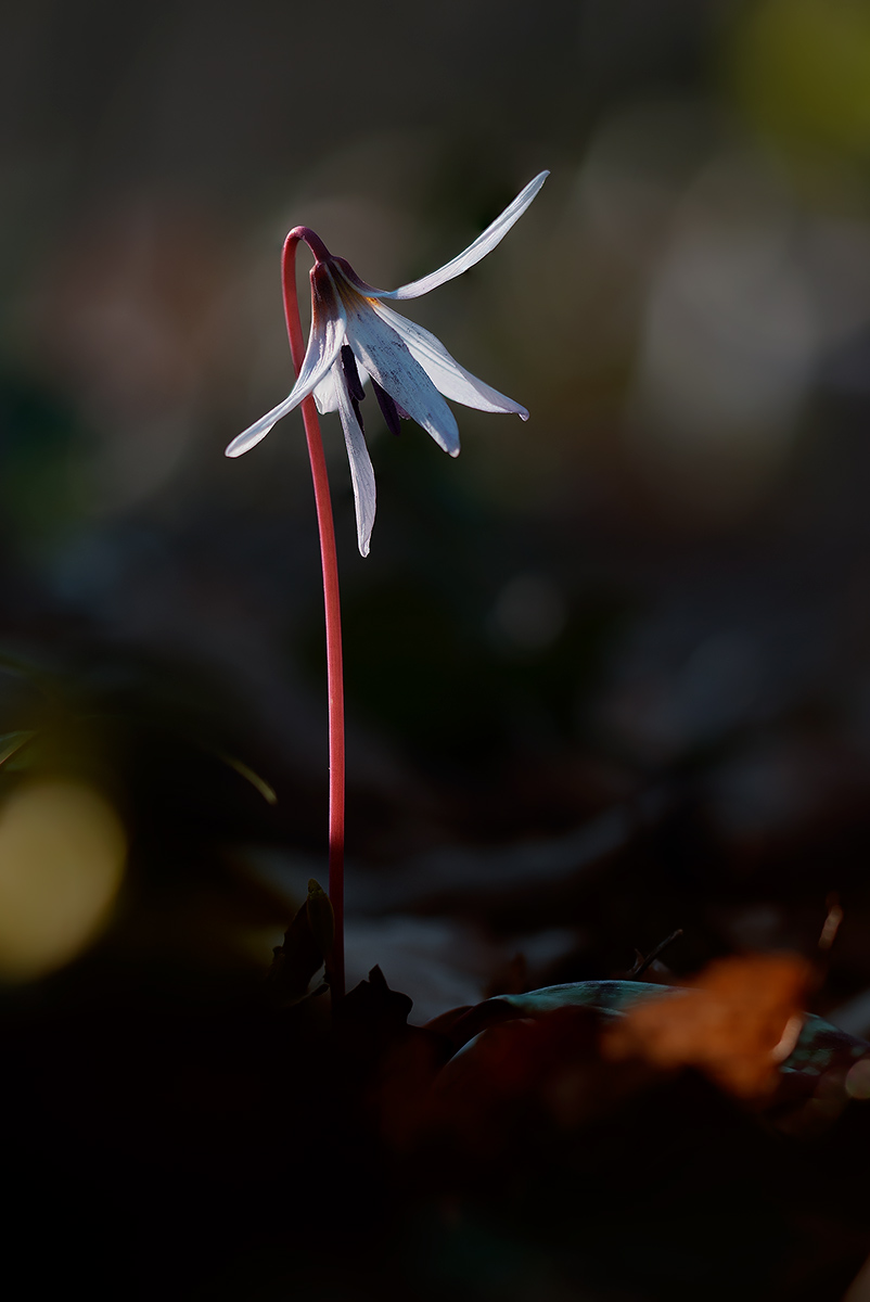 In search of the first sun