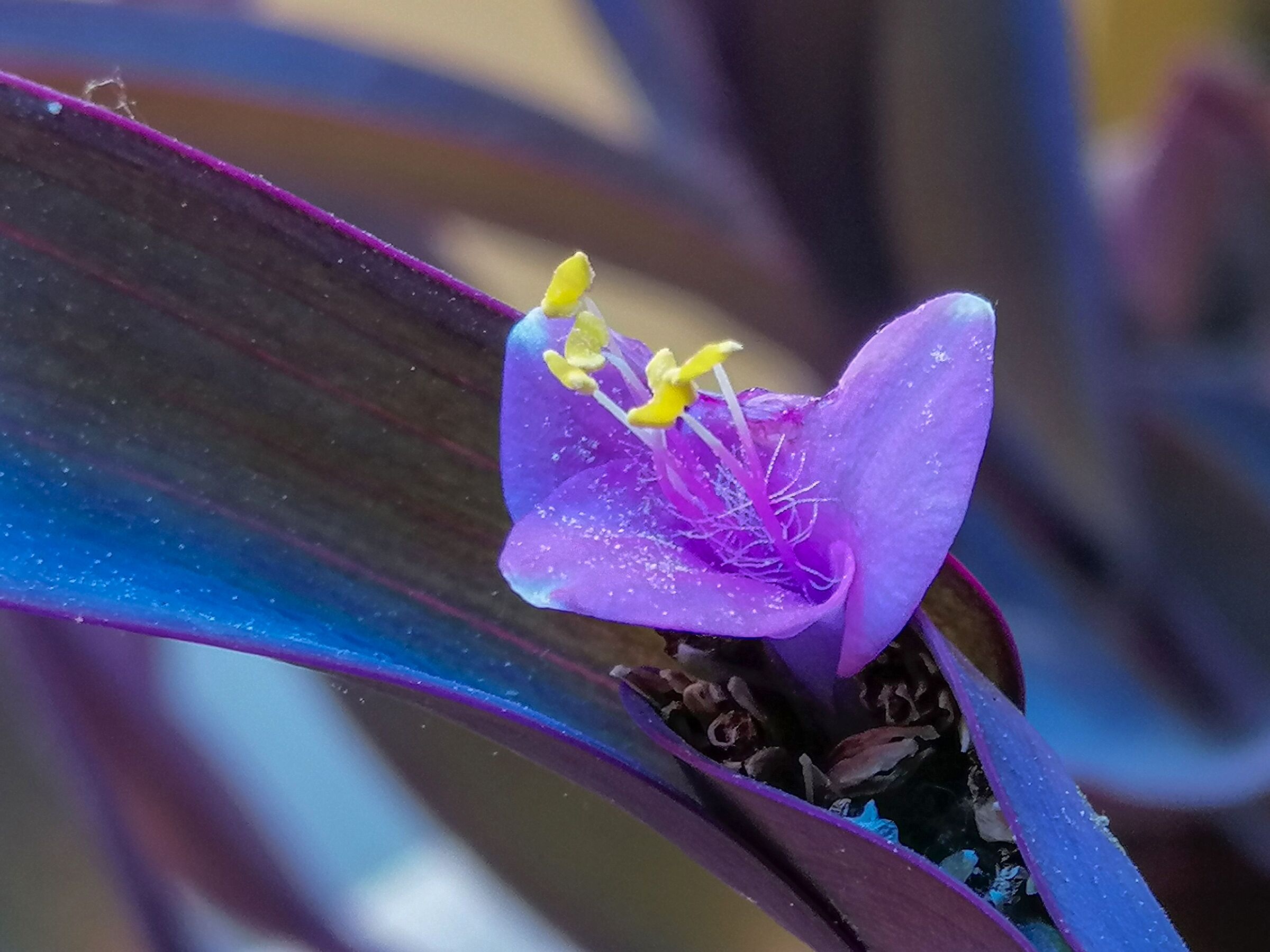 piccolo fiore giallo