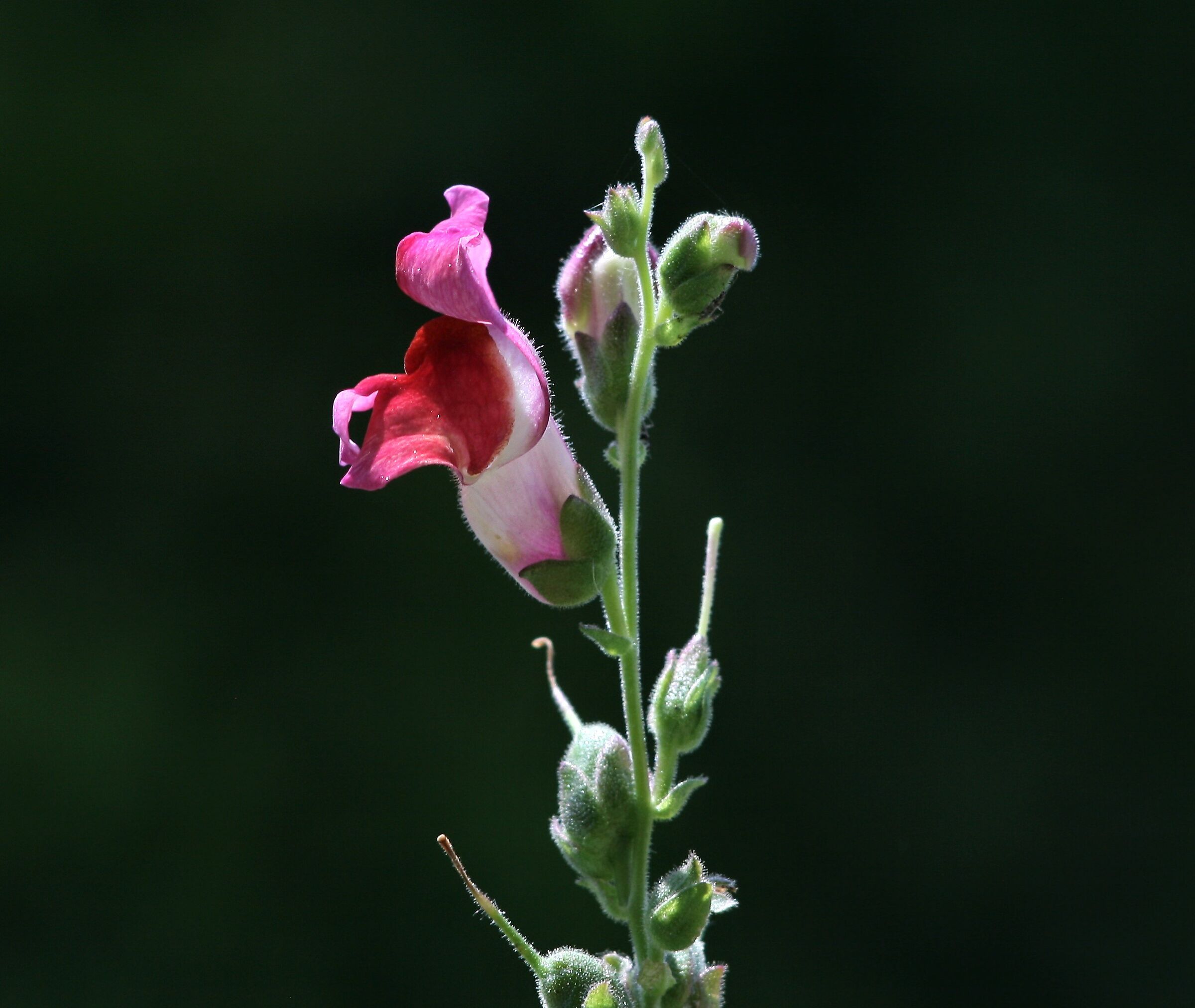 Freehand photo 1/400 f. 4 lens aus JENA 135mm