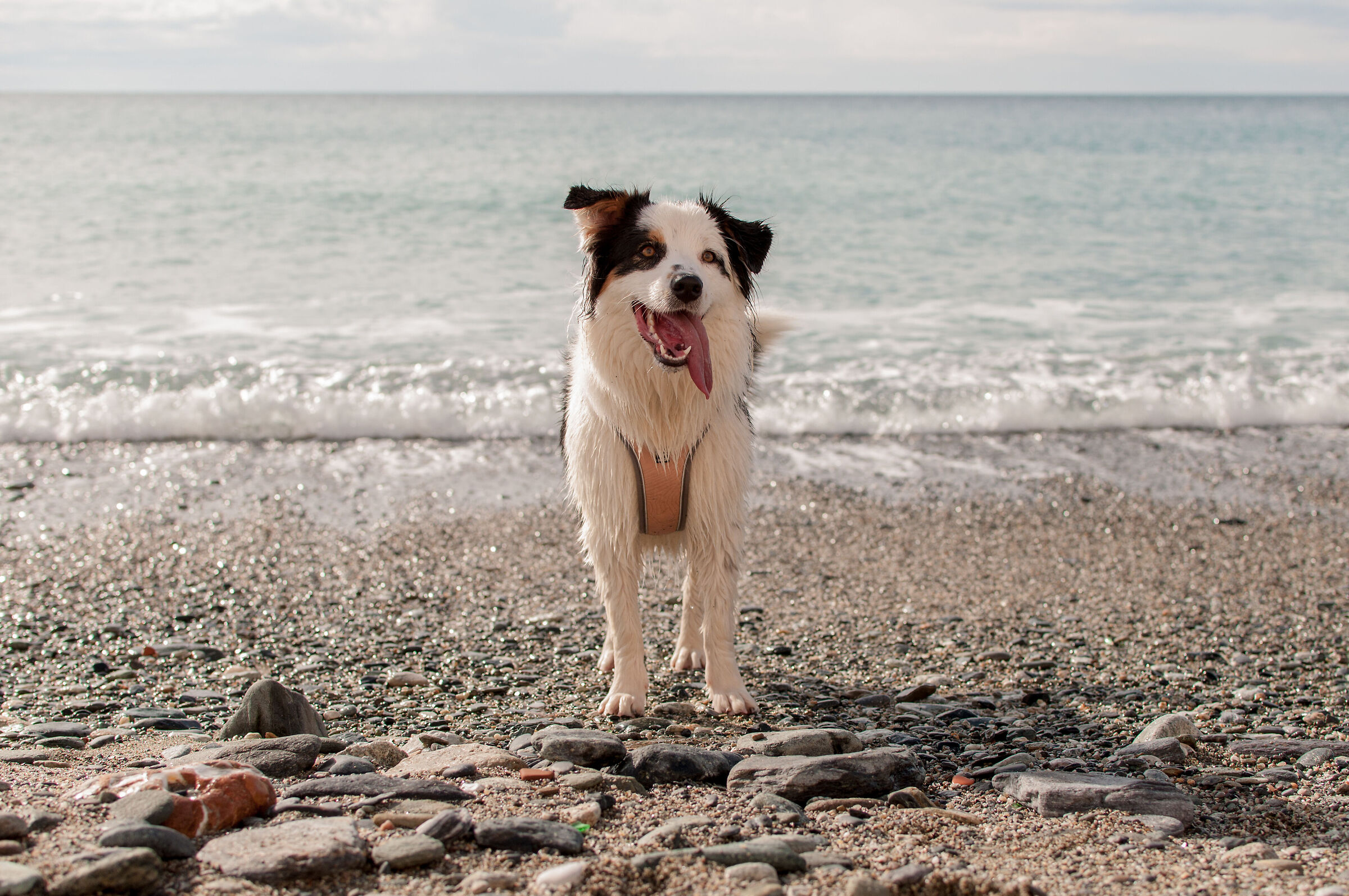 Leslie in spiaggia a Varazze