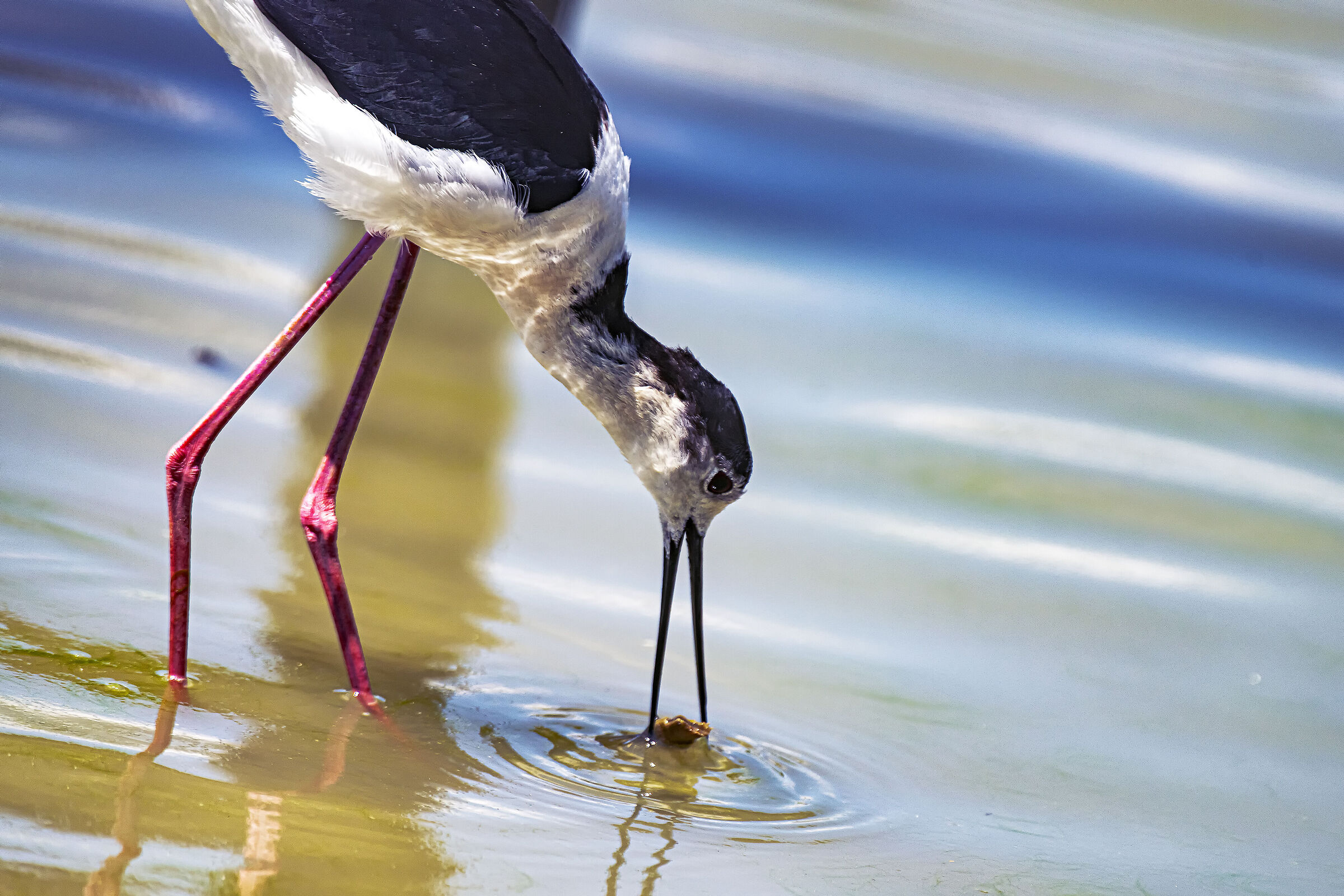 The Knight on the Hunt