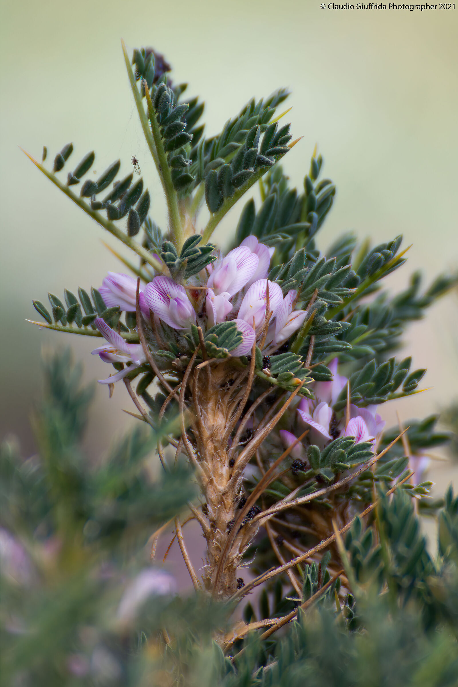 Astragalus siculus