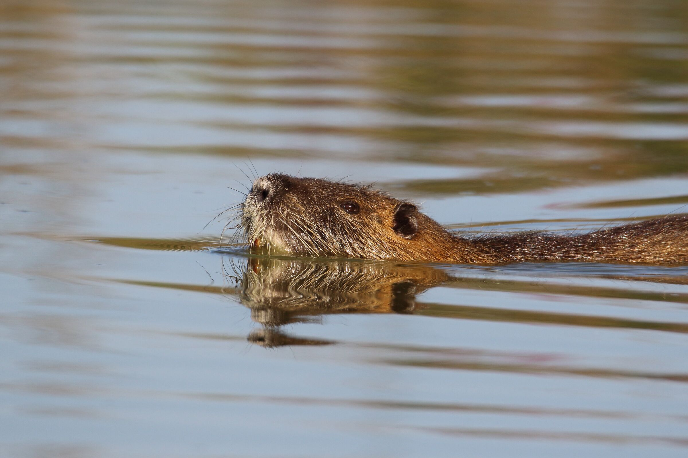 La nutria