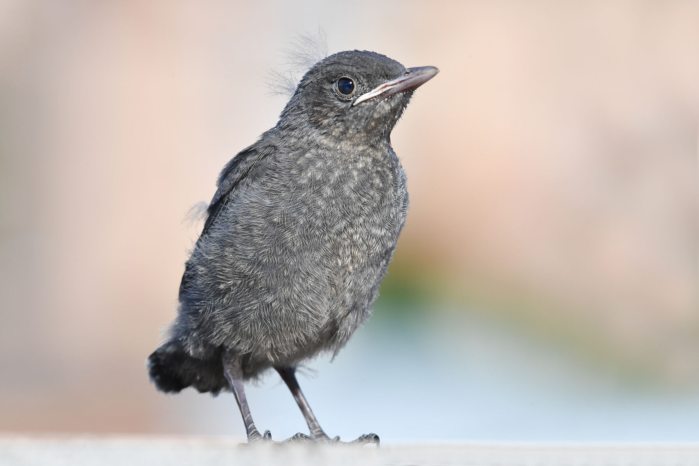 Feather Stories ( Lone Sparrow J )