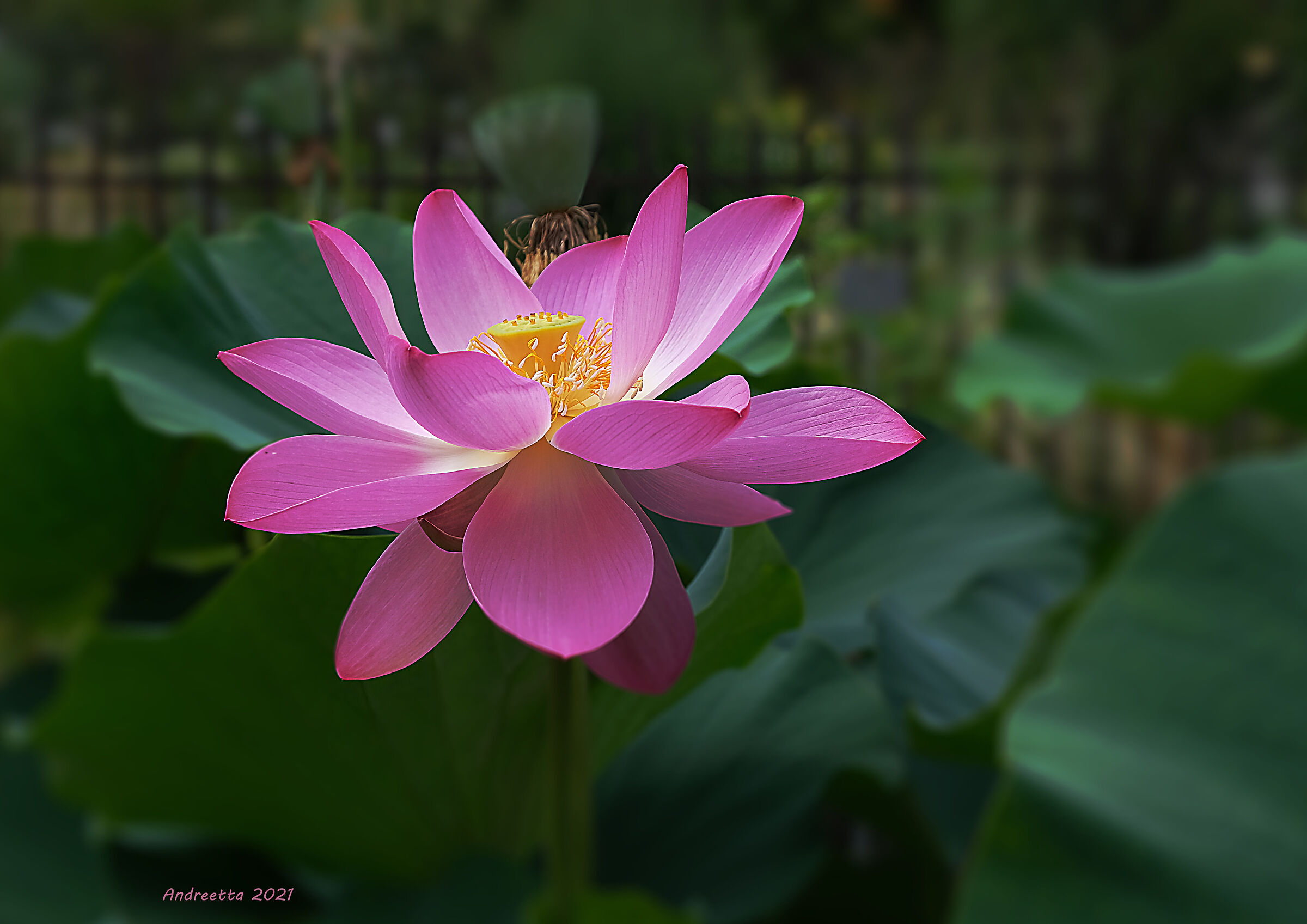 Lotus flower(Nelumbo nucifera)