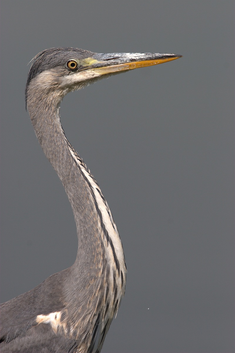 ritratto al Cenerino