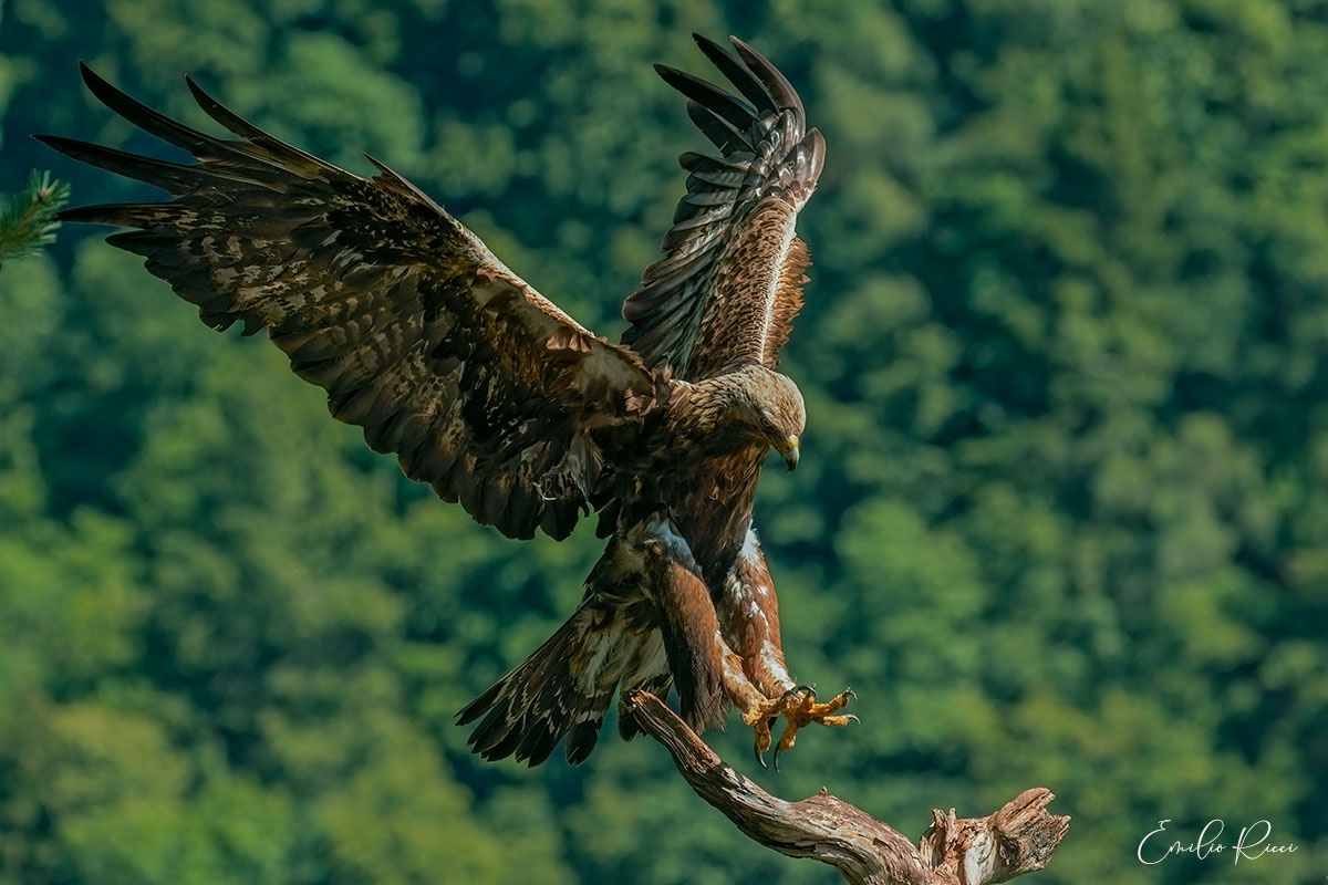 Aquila reale -Alpi Italiane-