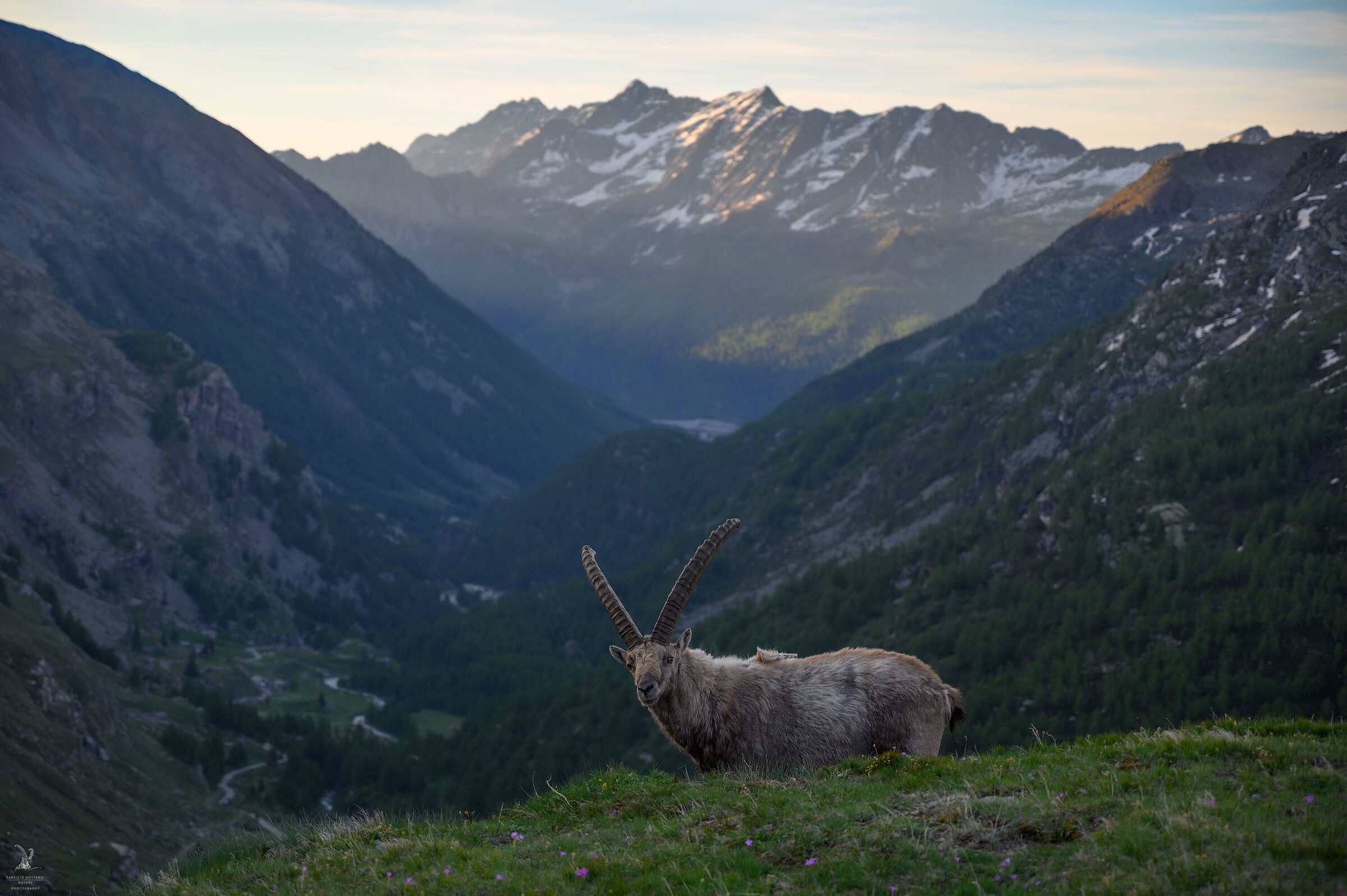 The King on the throne
