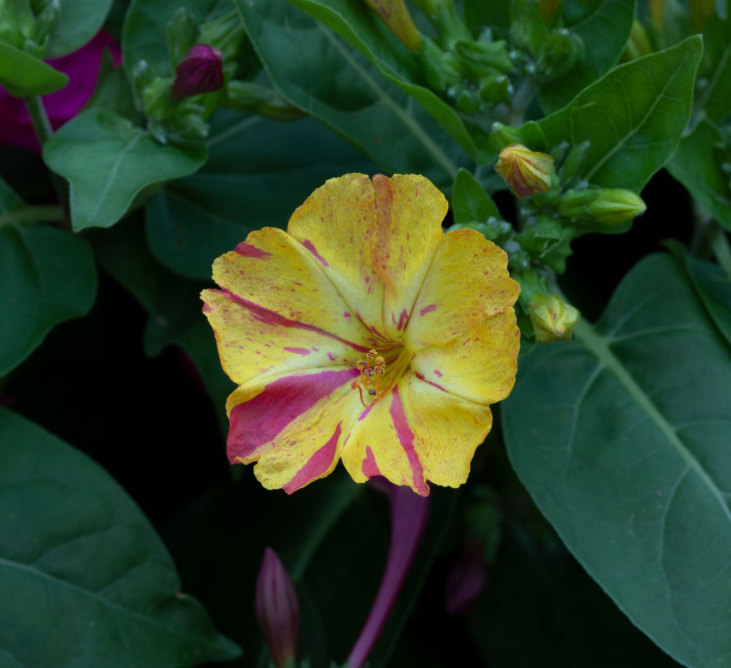 Beautiful night mixed colors in my garden 14/07/2021