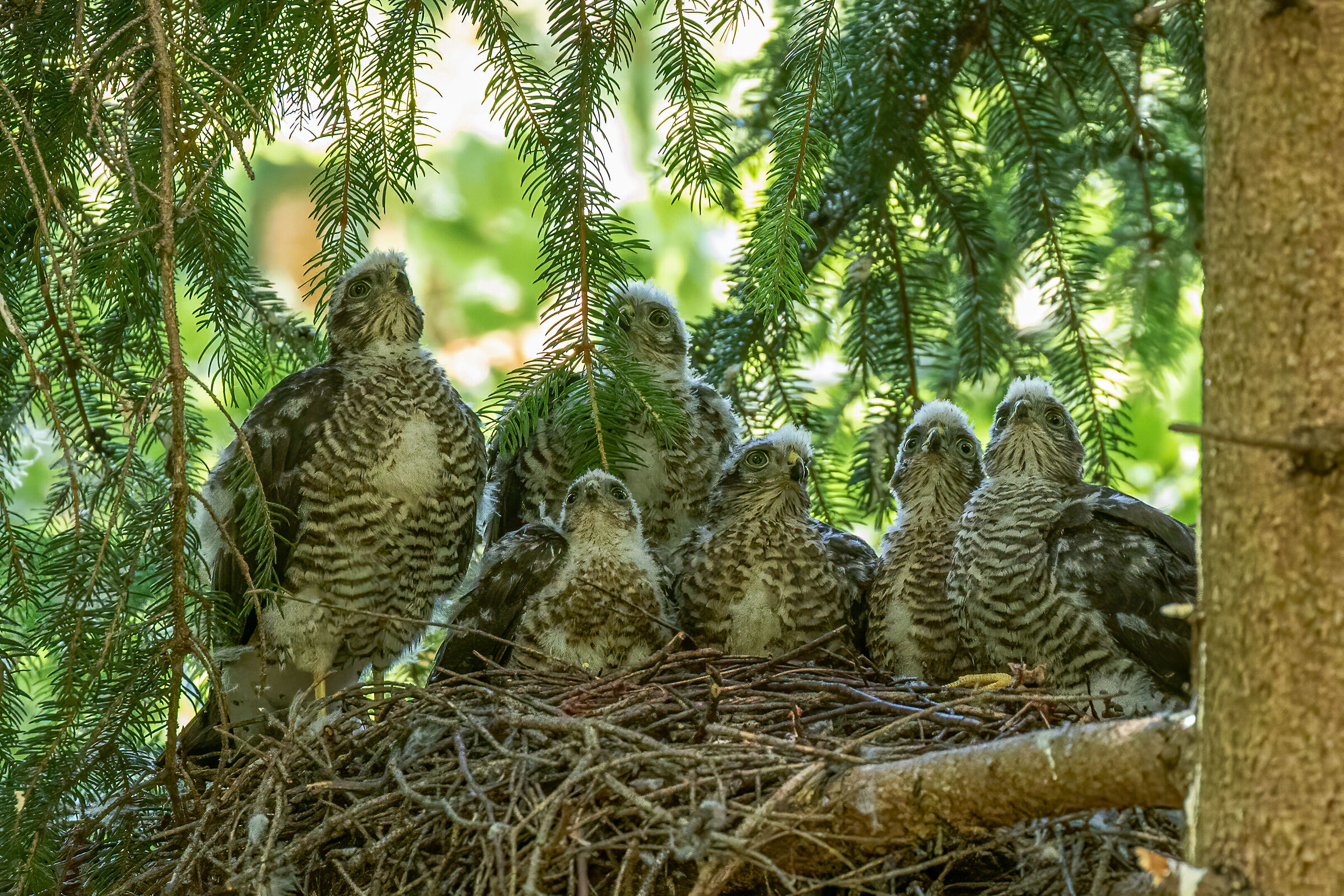 young sparrow sparrowmen