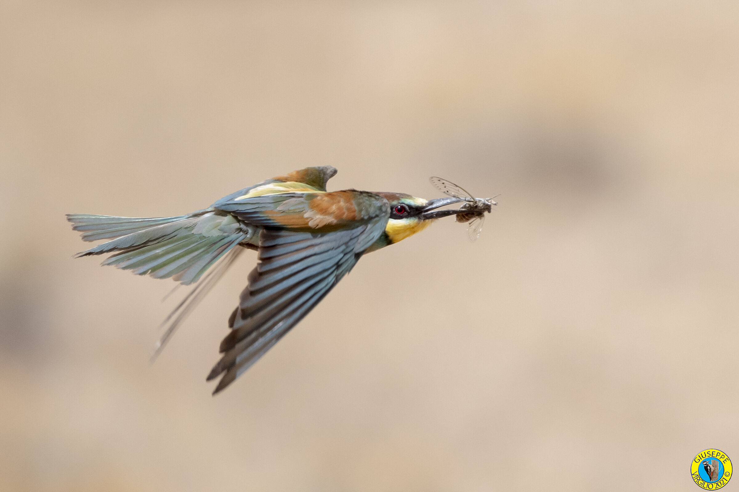 Gruccioni (Sardegna 2021)