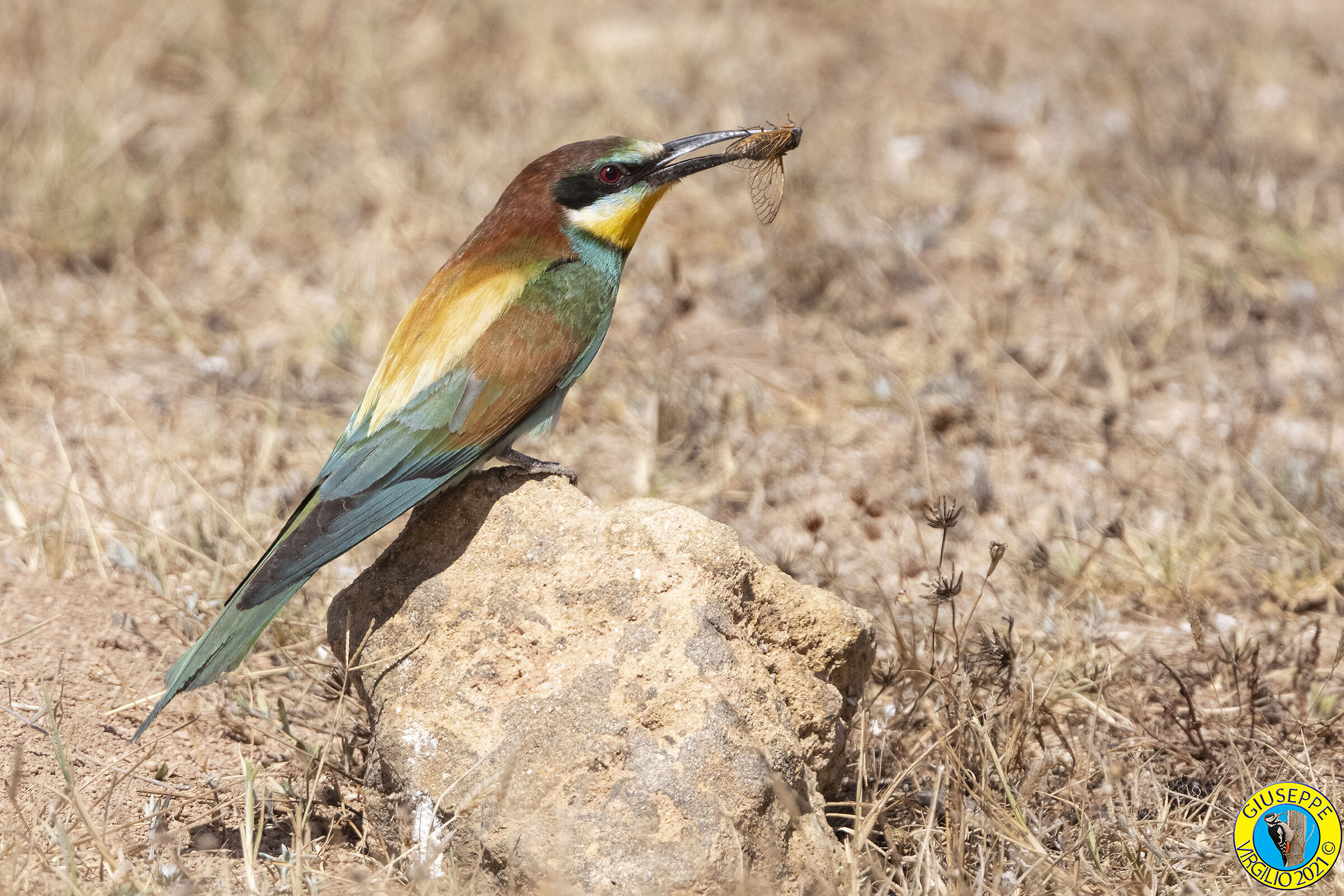 Gruccioni (Sardegna 2021)