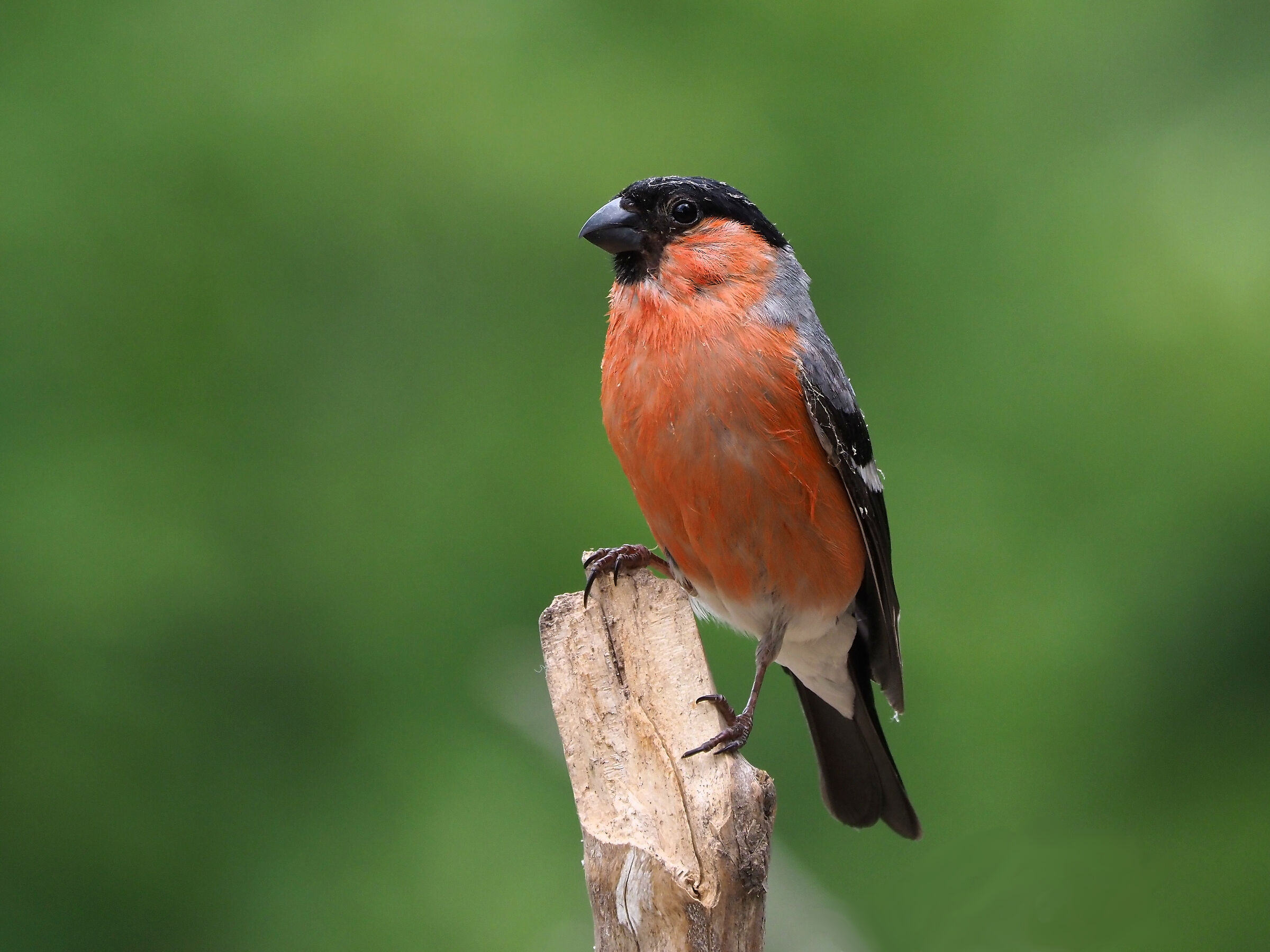 Eurasian bullfinch