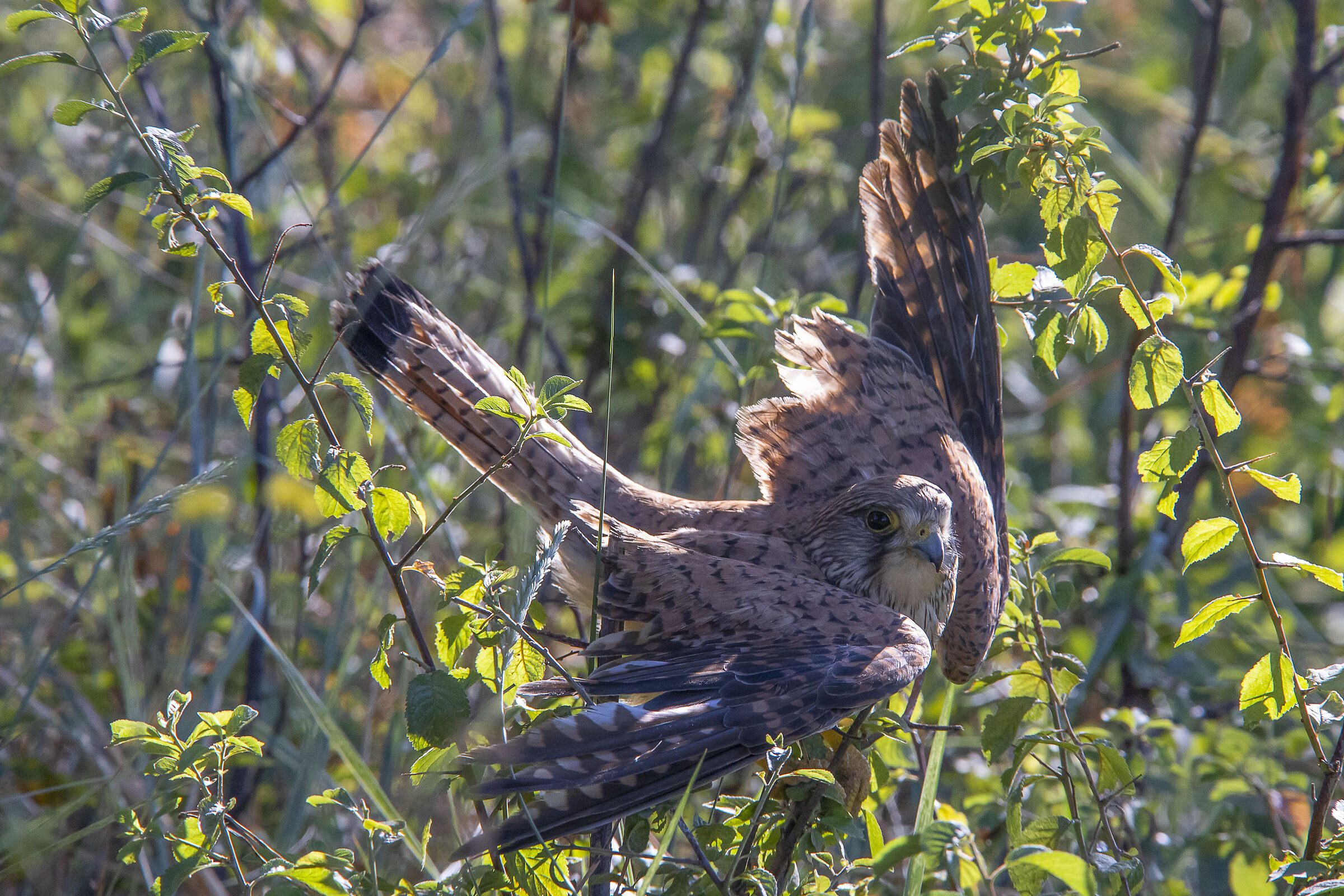 kestrel