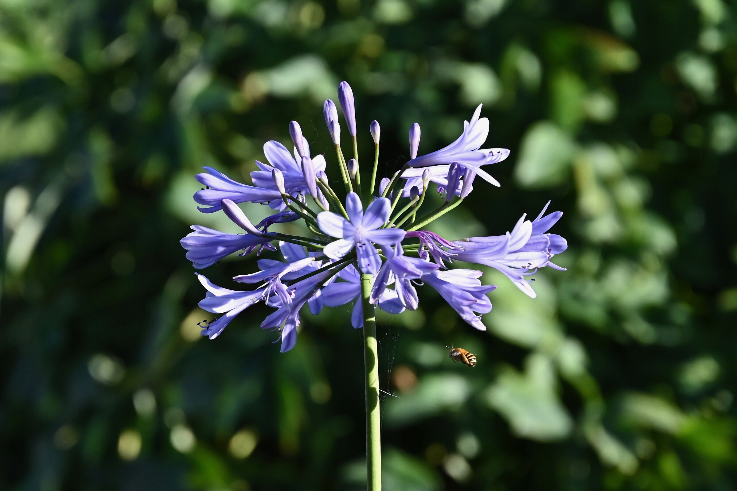 Agapanthus e Amegilla garrula