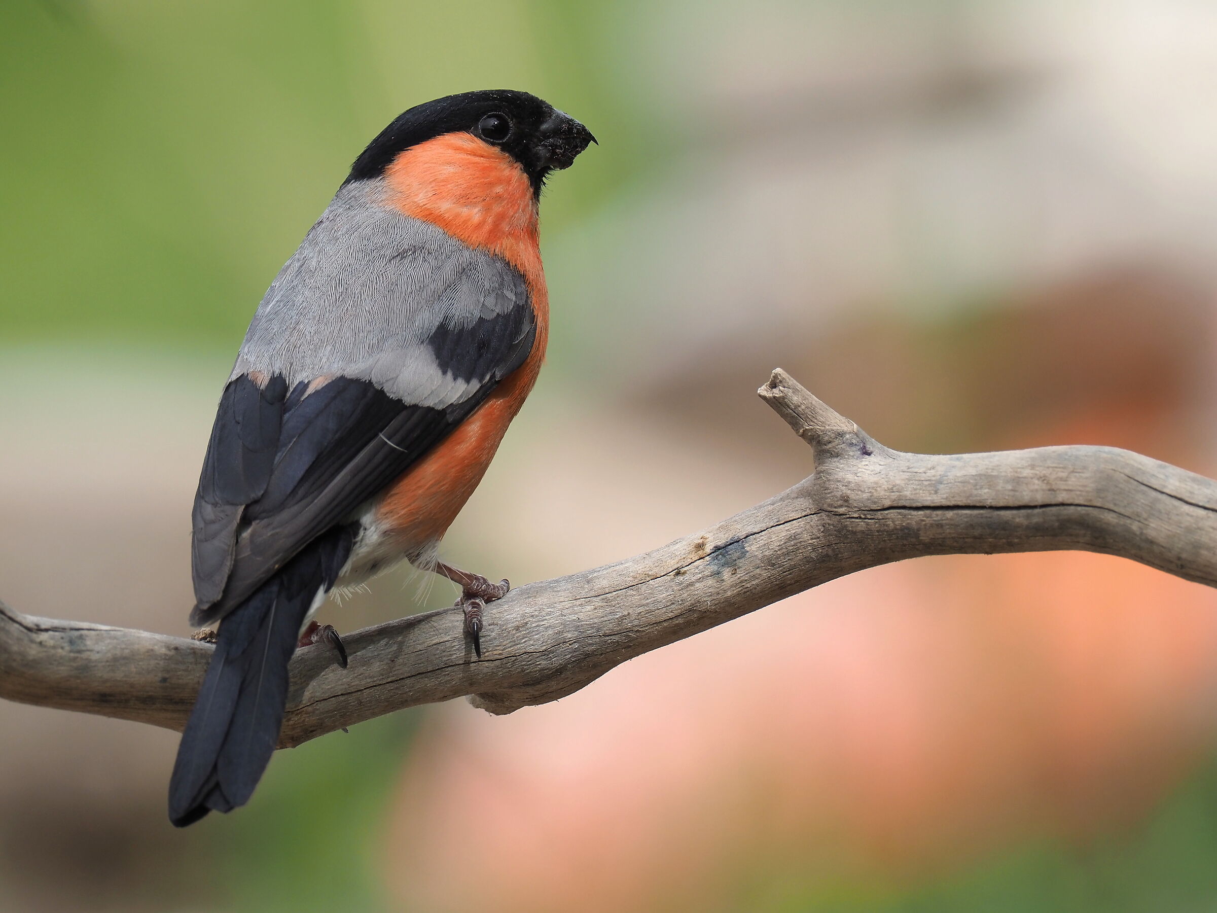 Eurasian bullfinch