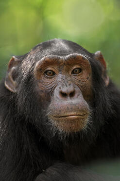 Pan troglodytes