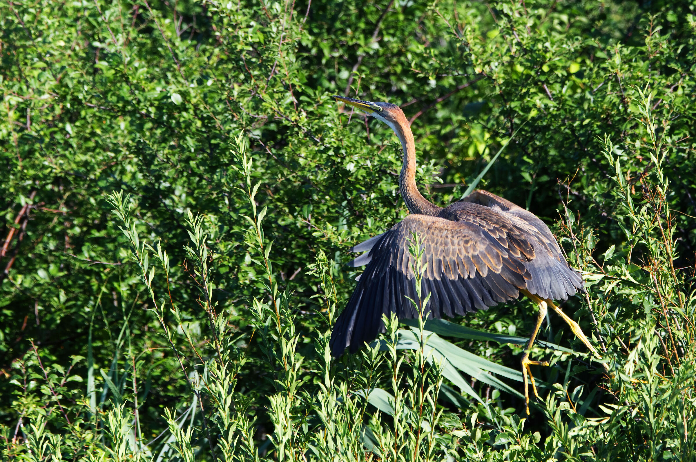 Red heron on takeoff